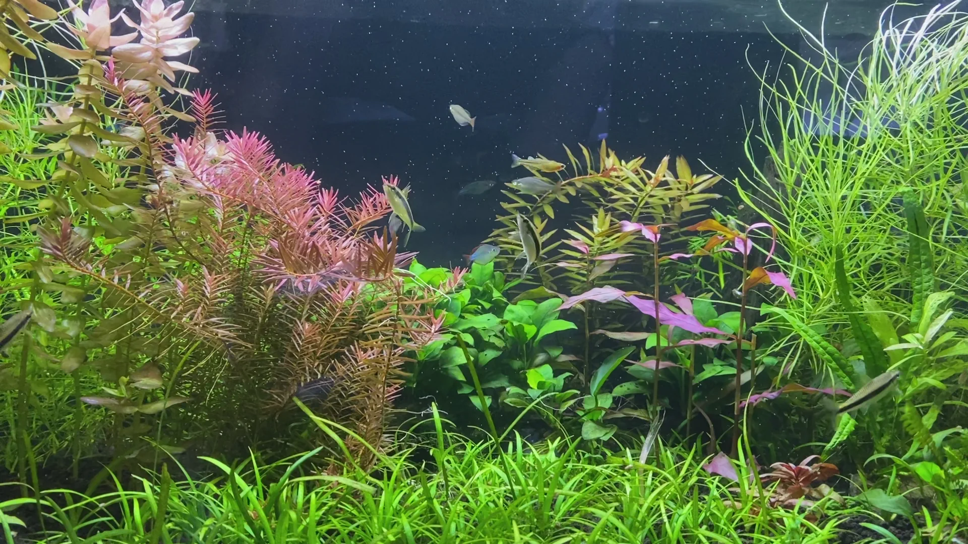 Dive Into High-End Aquatic Fashion