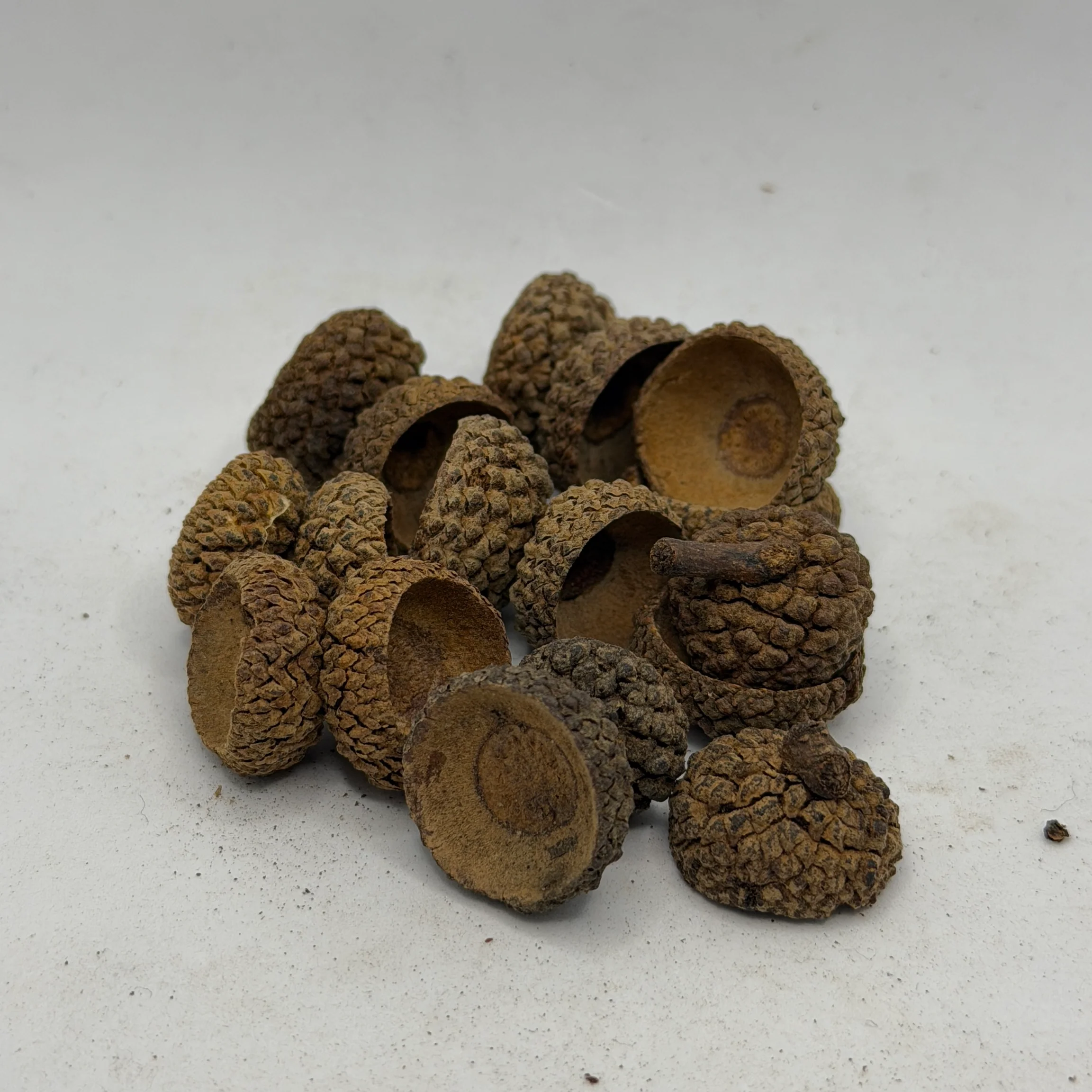 Acorn Caps