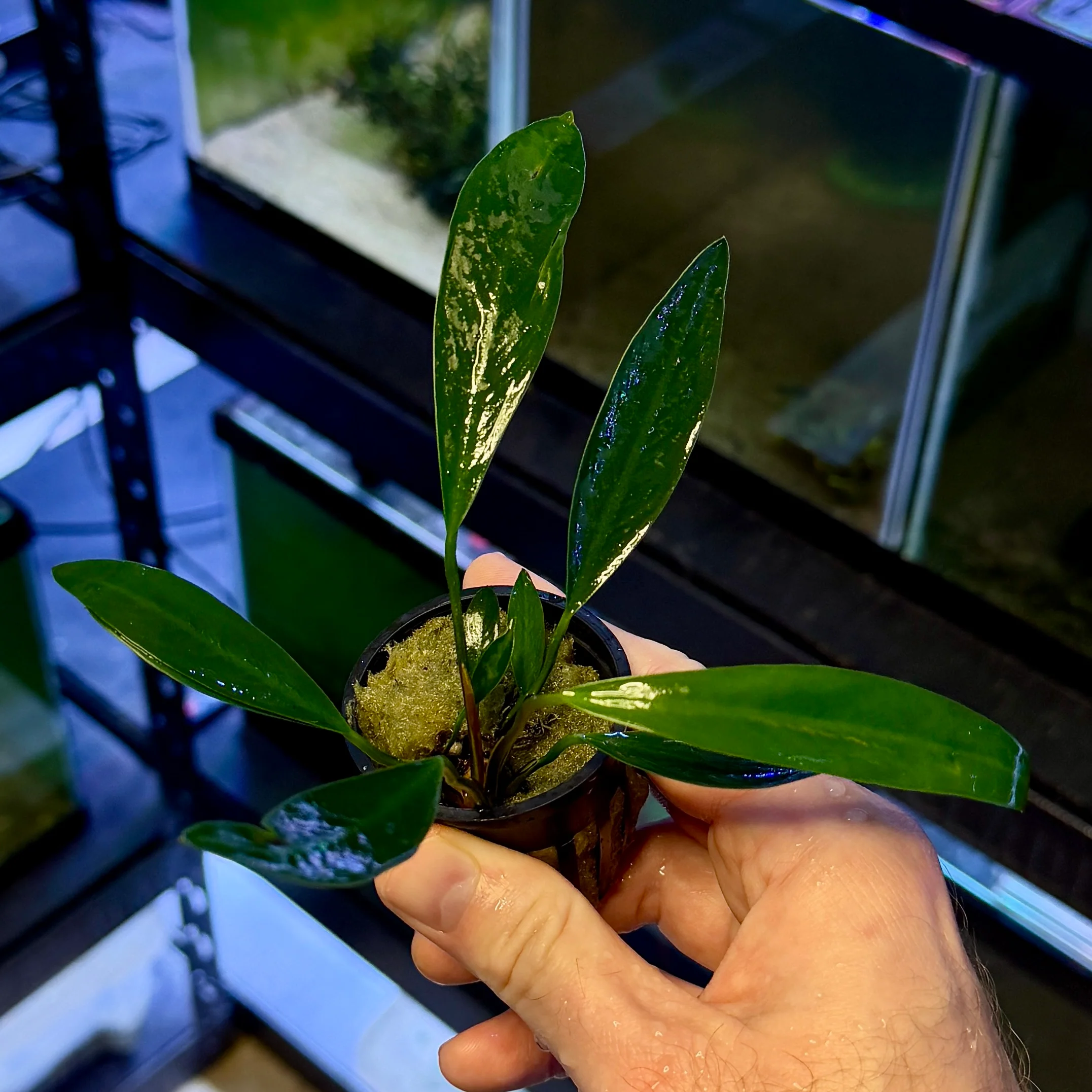 Epiphytes