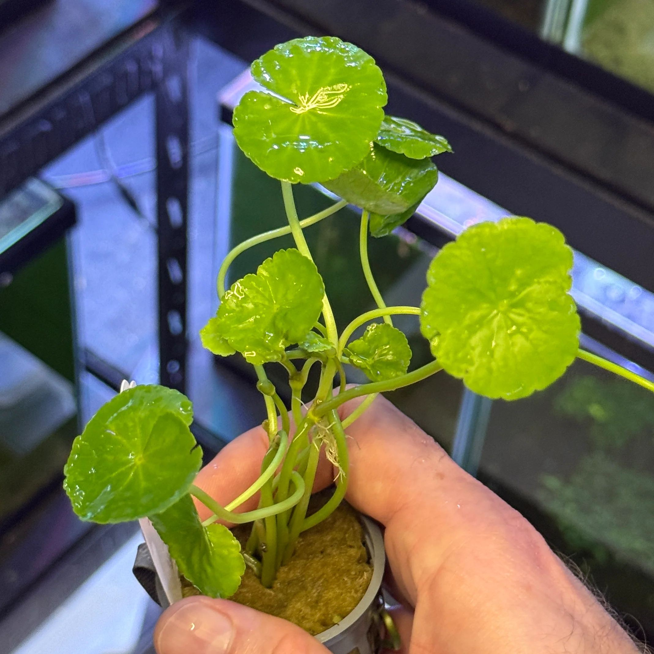 Brazilian Pennywort - Image 2