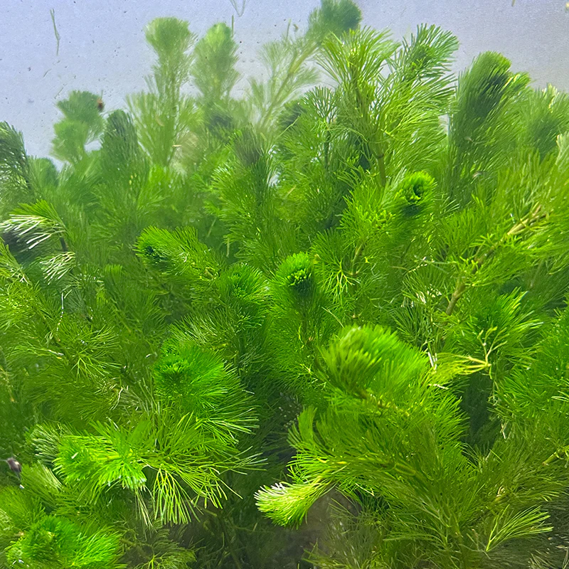 Cabomba Green - Image 2