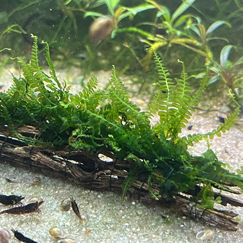 Cameroon Moss - Image 3