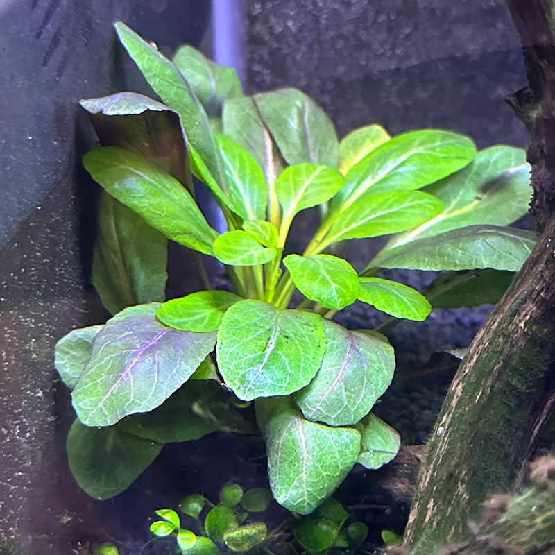 Cardinal Plant - Image 2
