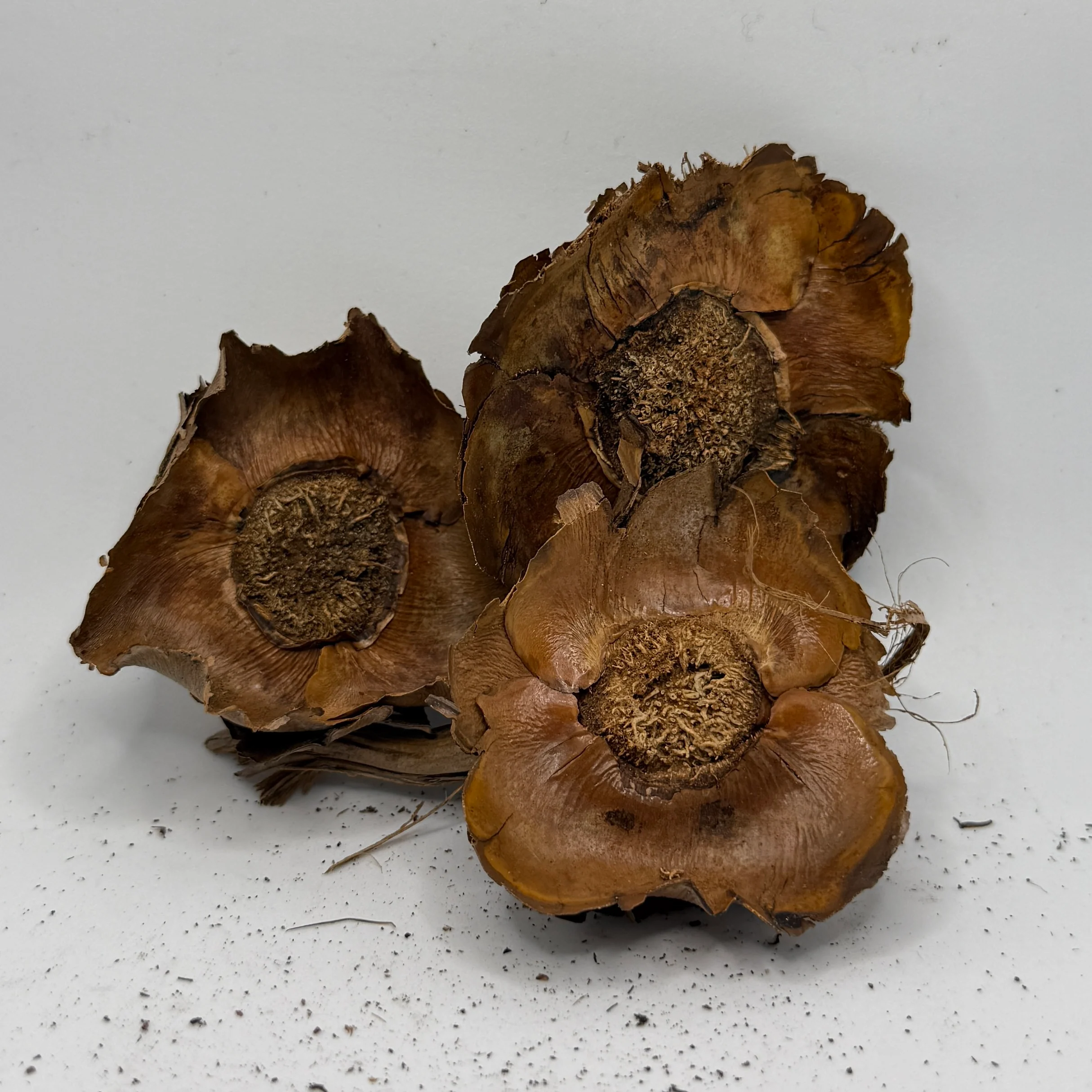 Coconut Petals
