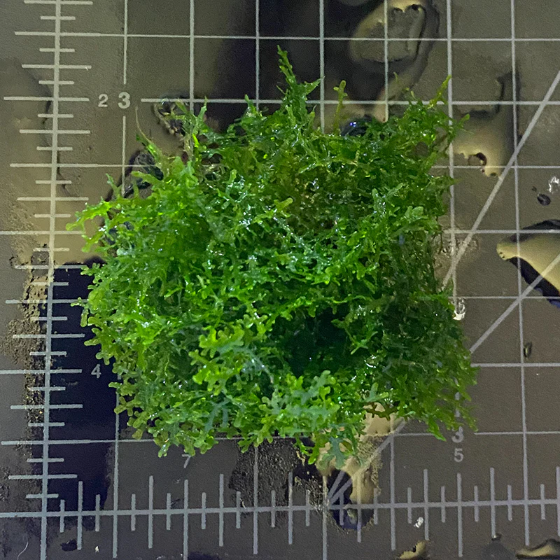 Coral Moss "Mini Pellia" - Image 2