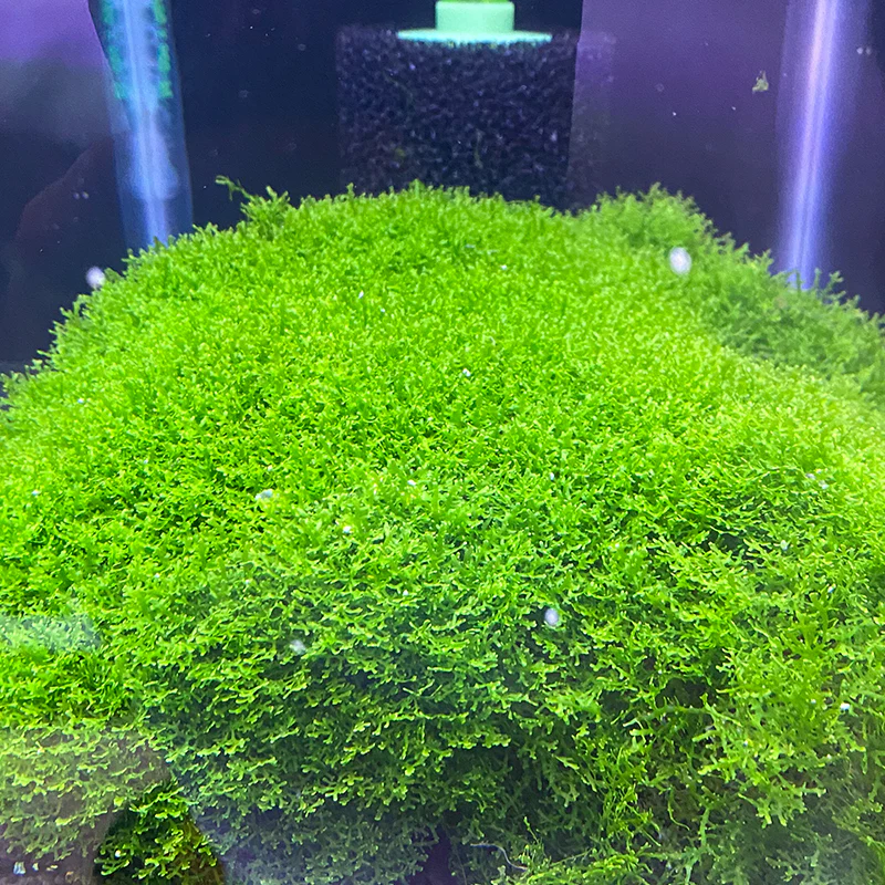 Coral Moss "Mini Pellia" - Image 3