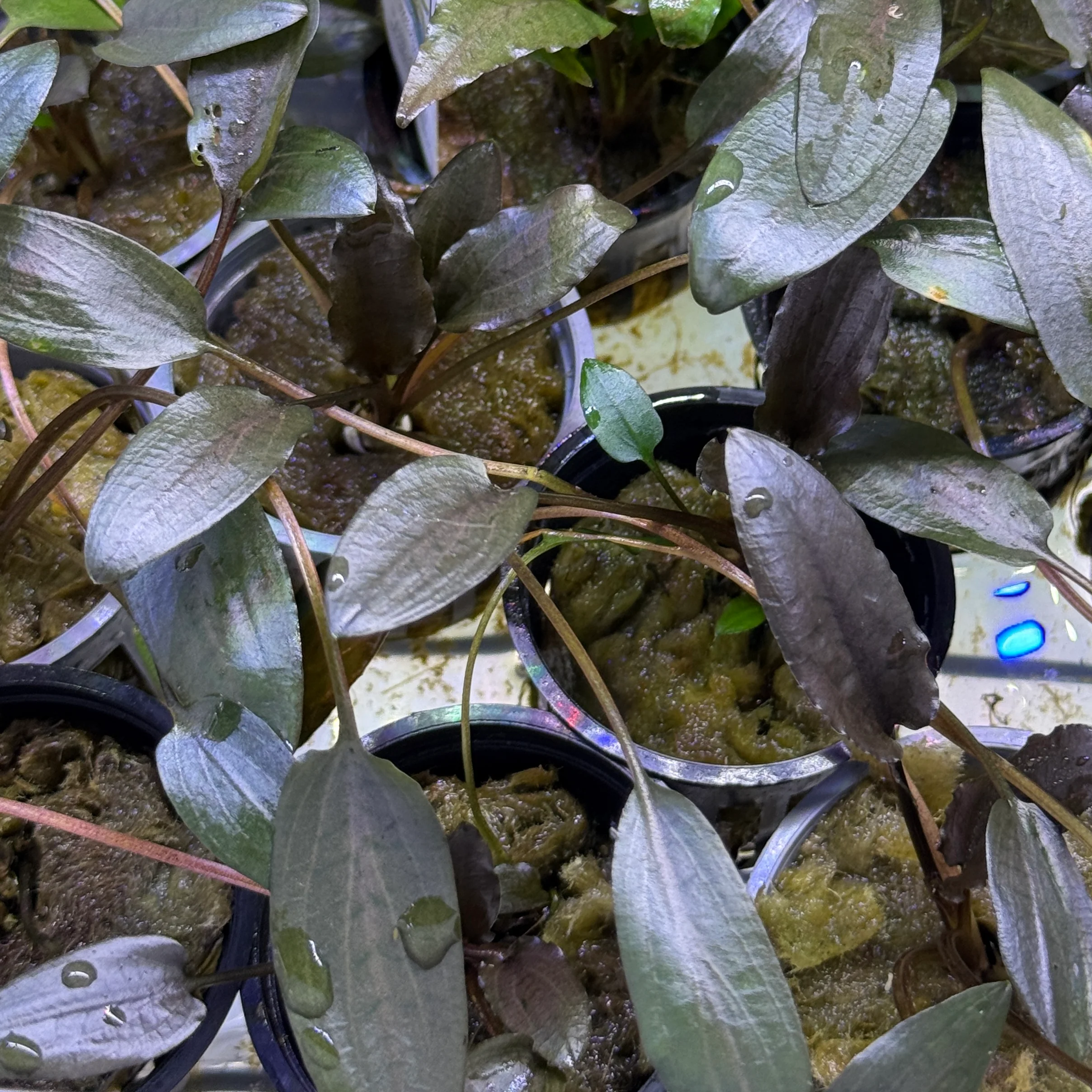 Cryptocoryne Beckettii