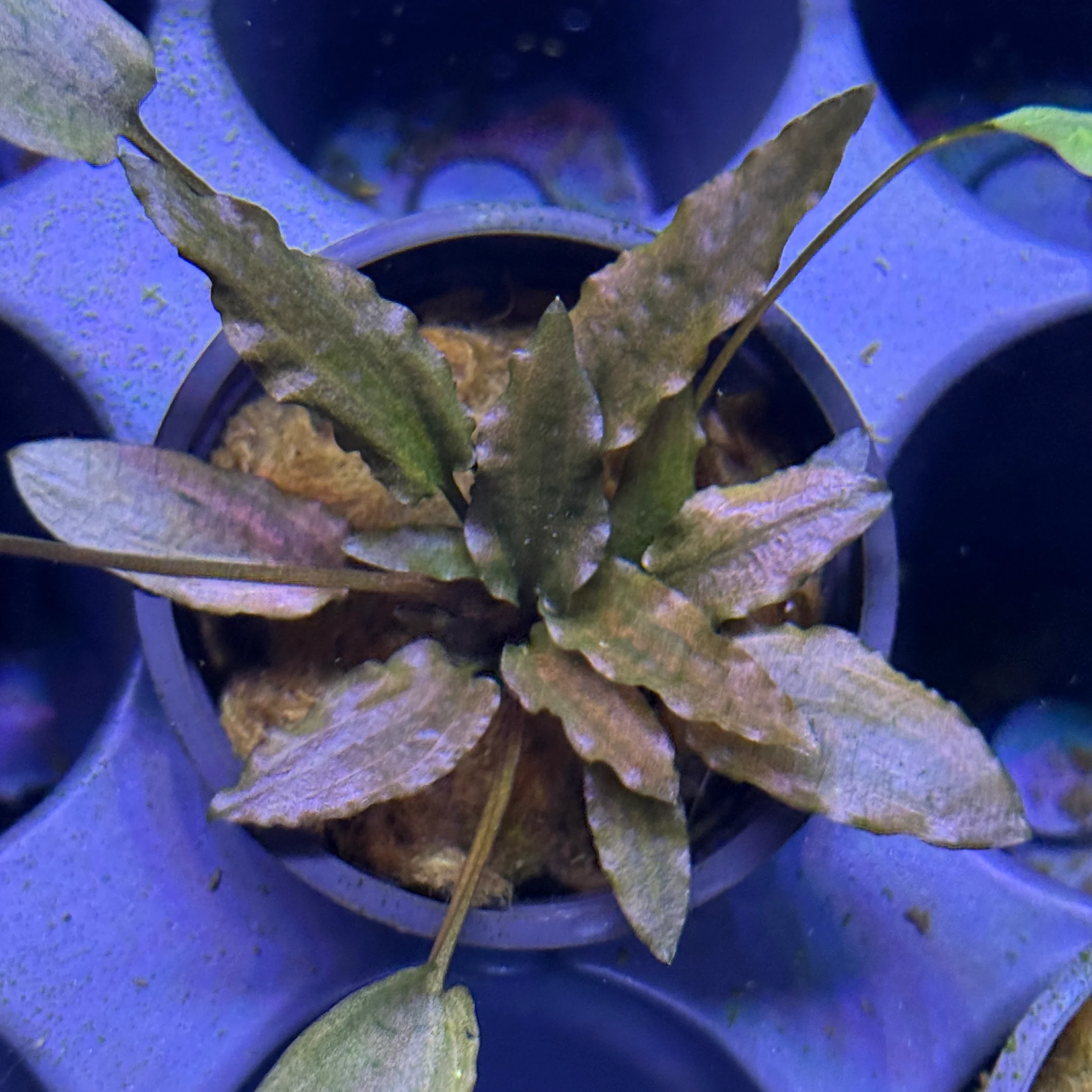 Cryptocoryne Beckettii - Image 2