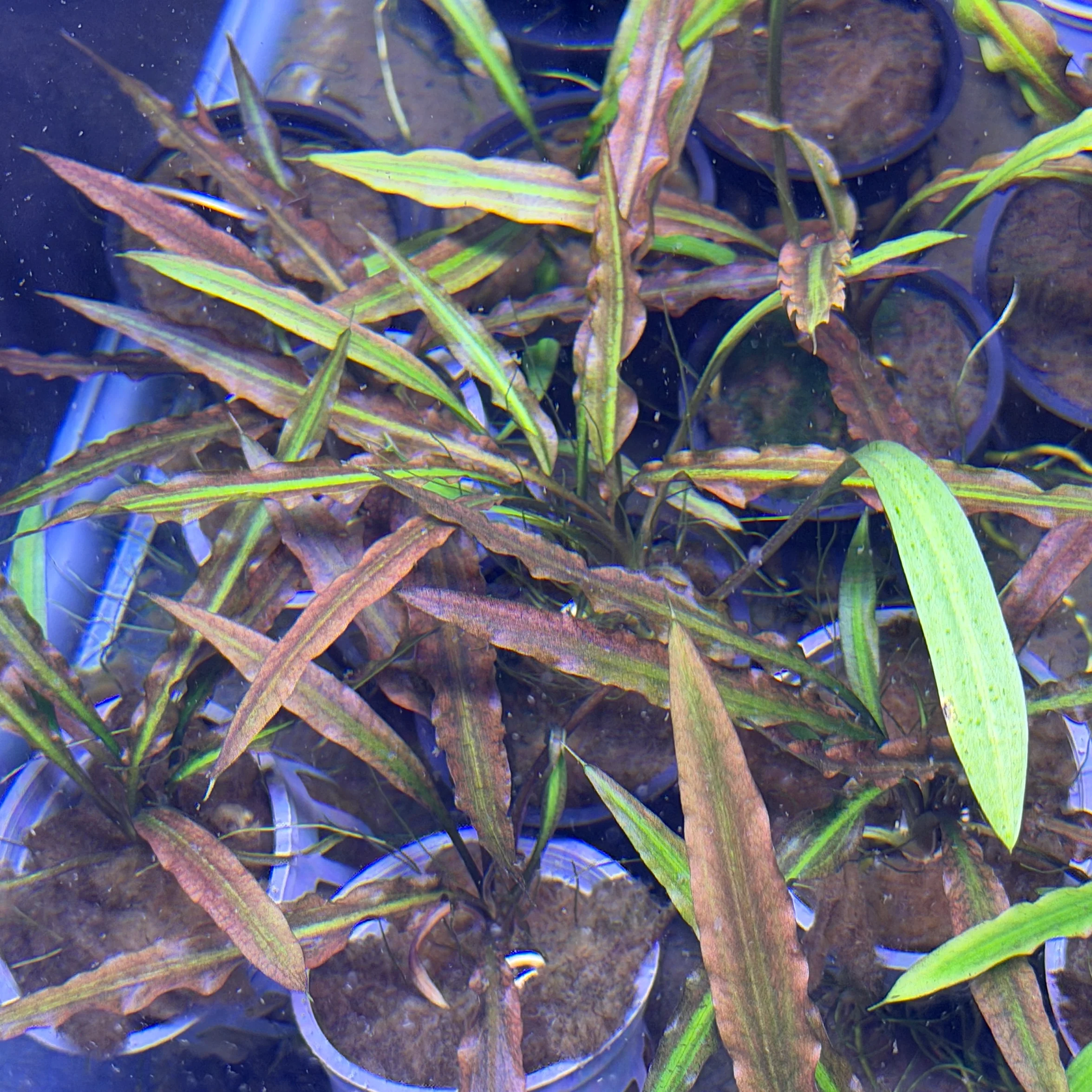 Cryptocoryne Costata - Image 2