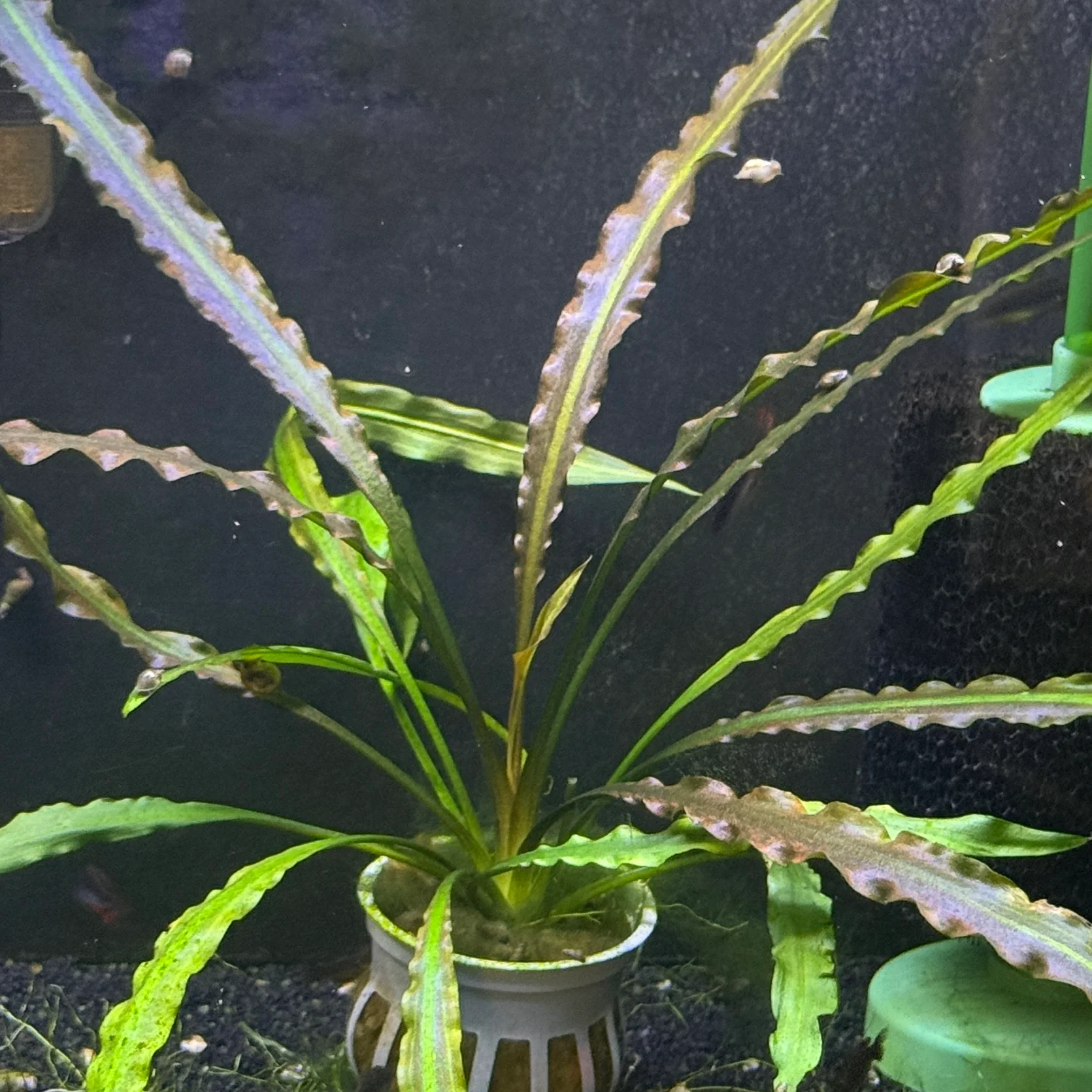 Cryptocoryne Costata - Image 3