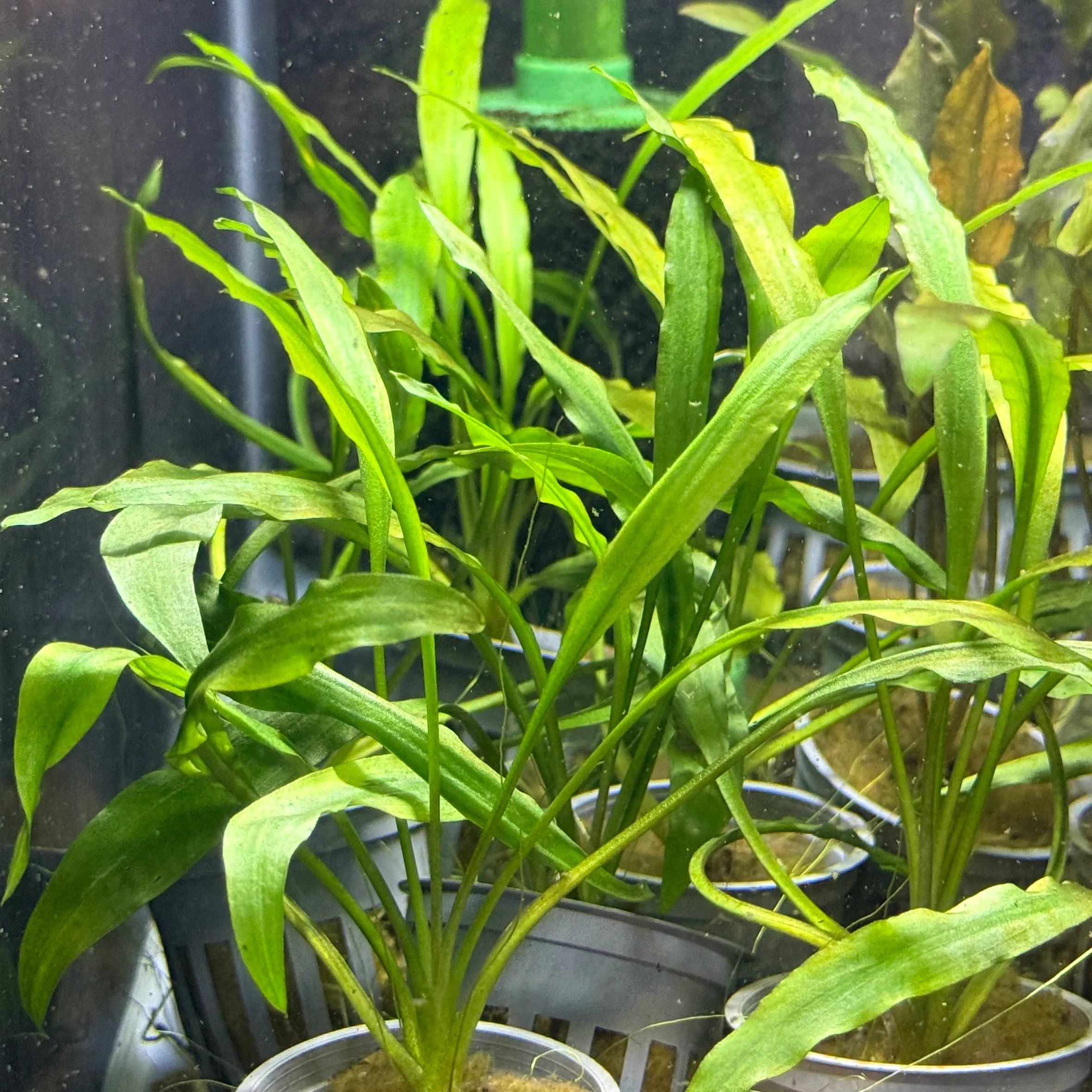 Cryptocoryne Costata - Image 4
