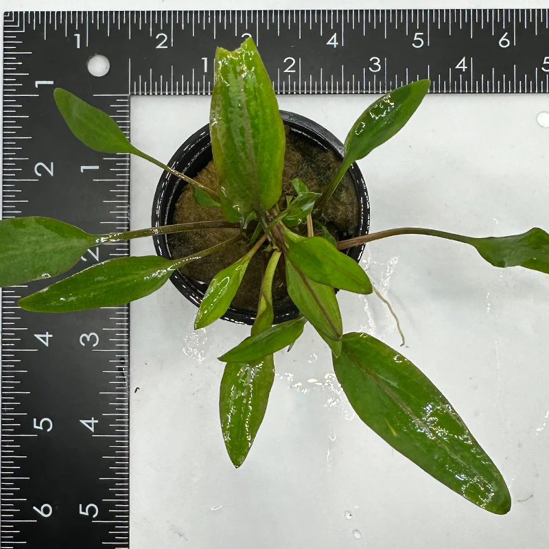 Cryptocoryne Lutea - Image 2