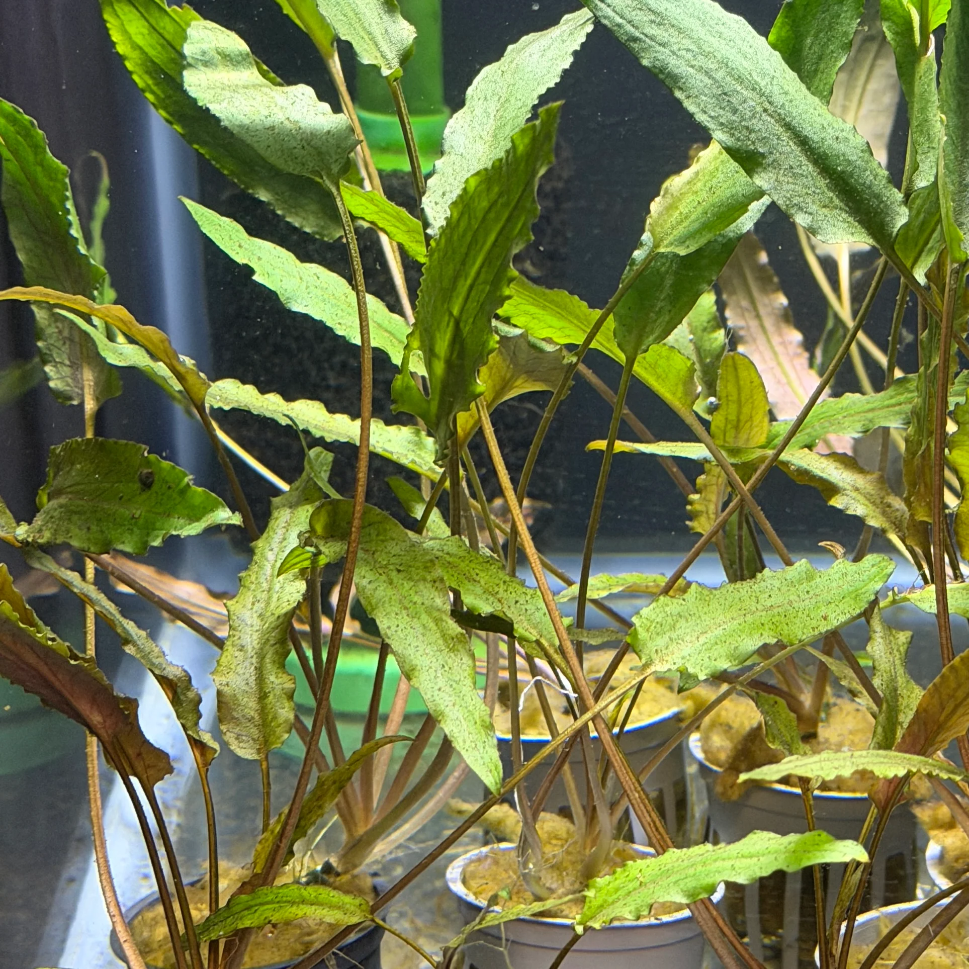 Cryptocoryne Petchii - Image 2