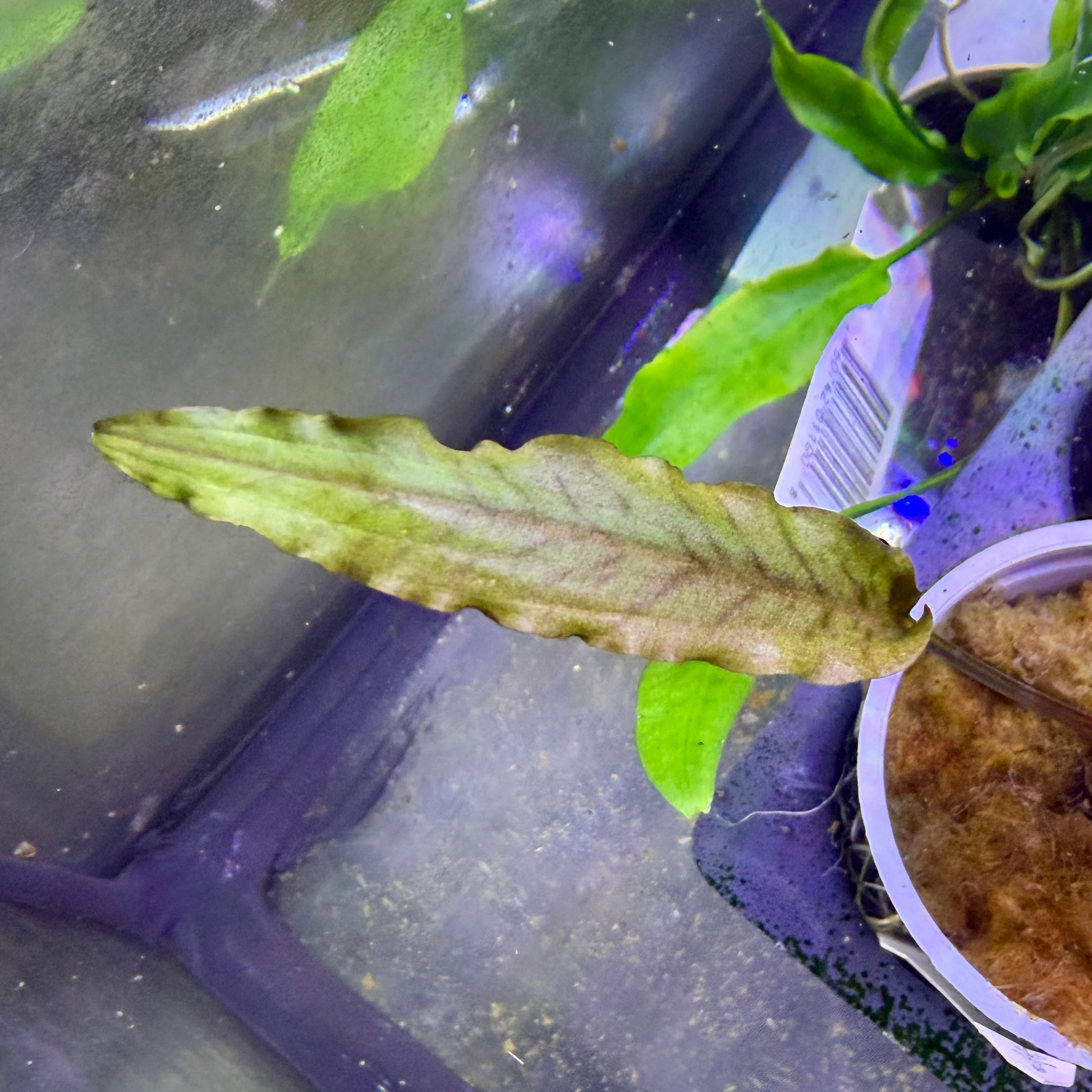 Cryptocoryne Petchii - Image 3