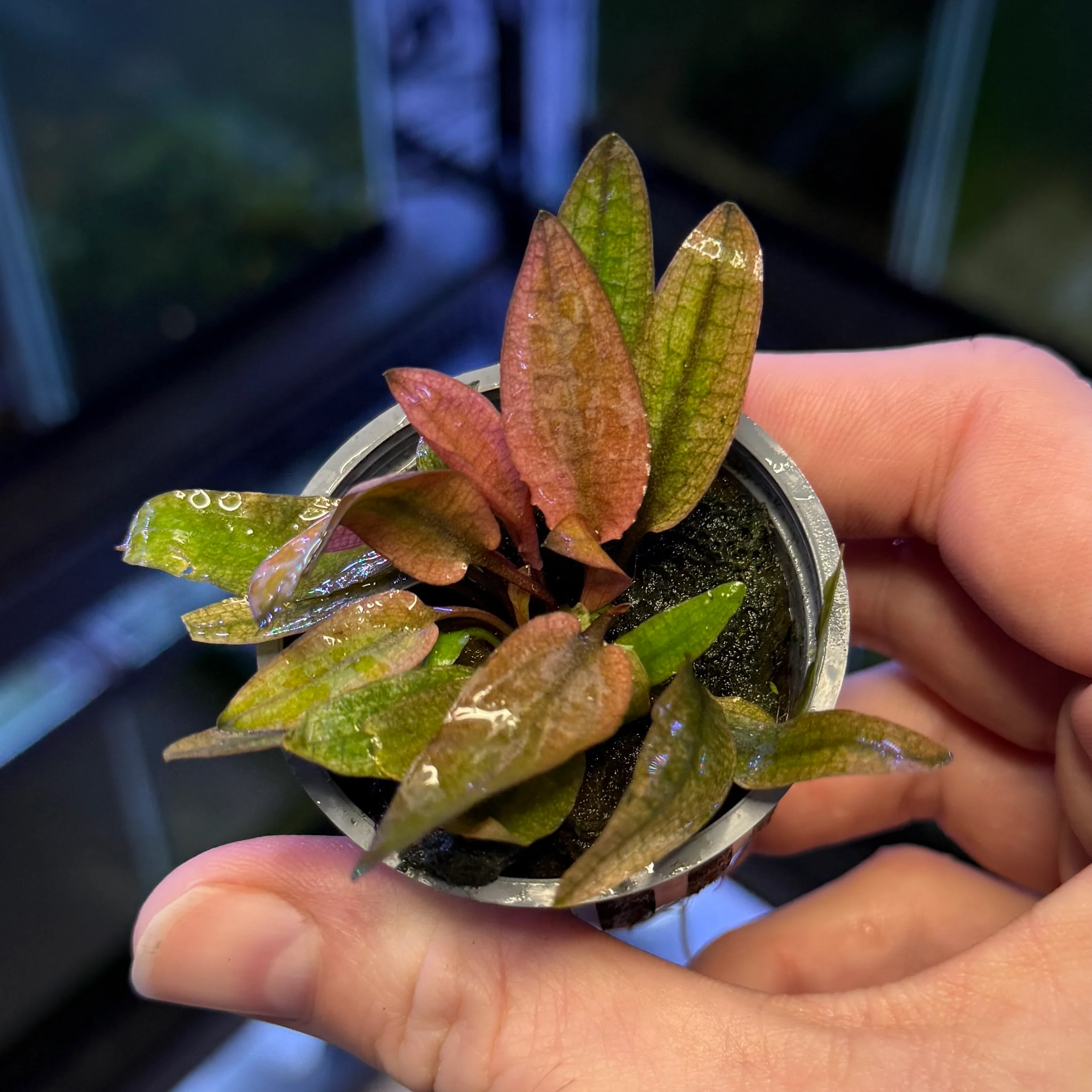 Cryptocoryne Pink Flamingo - Image 2