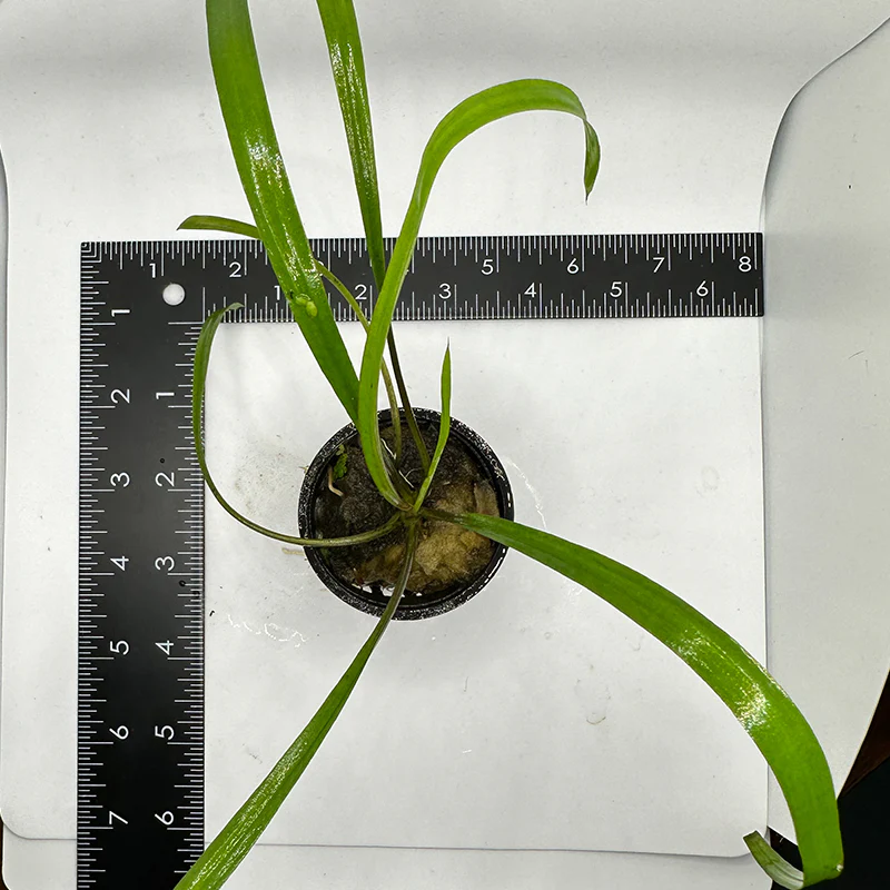 Cryptocoryne Spiralis - Image 2