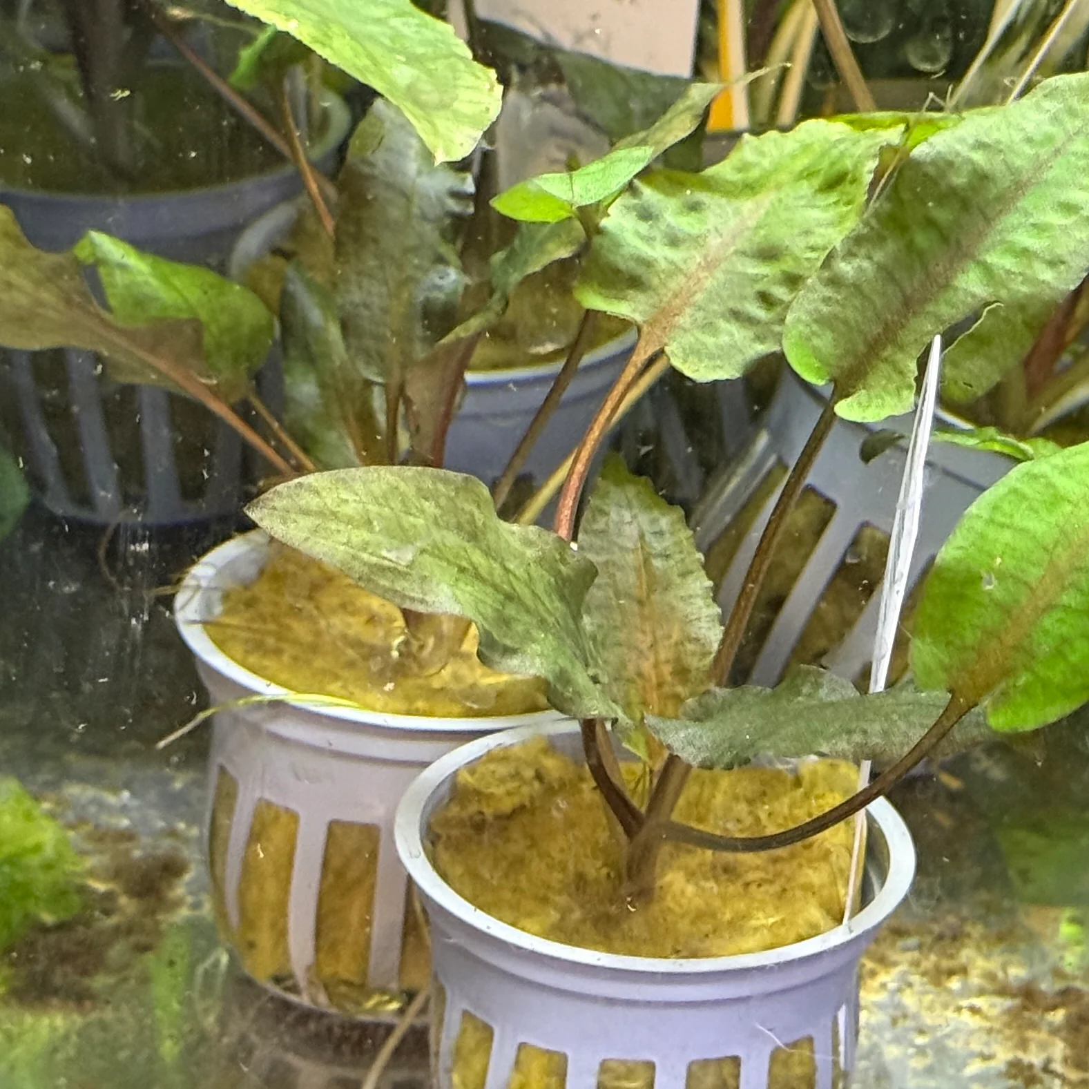 Cryptocoryne Tropica - Image 2