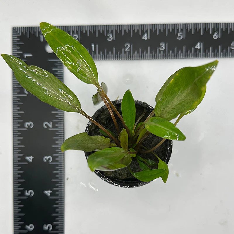 Cryptocoryne Undulata - Image 2