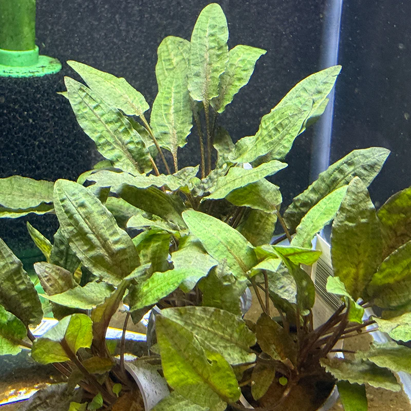Cryptocoryne Wendtii Bronze - Image 3