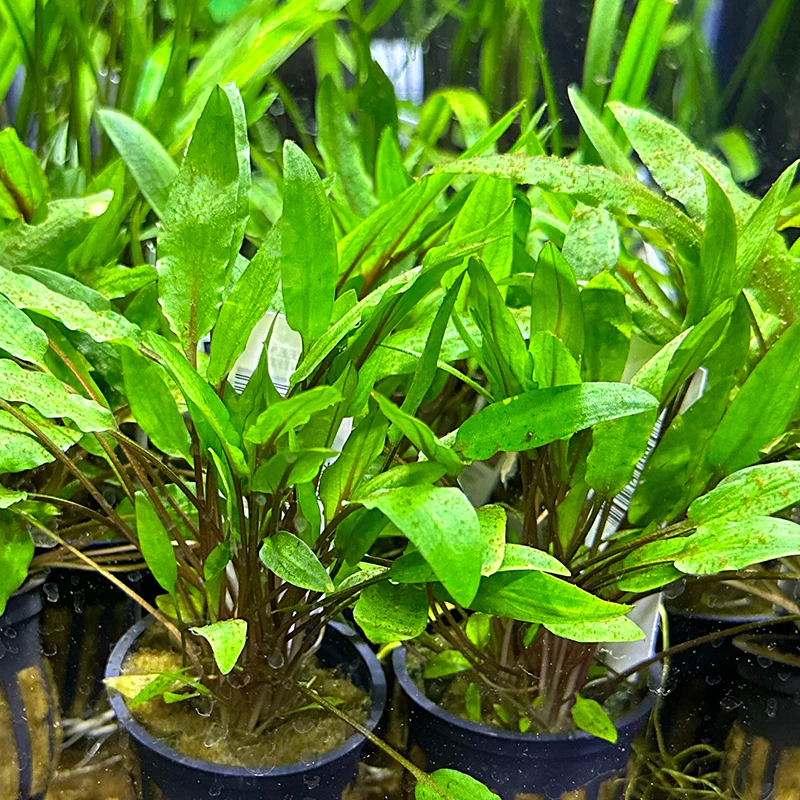 Cryptocoryne Wendtii Green - Image 3