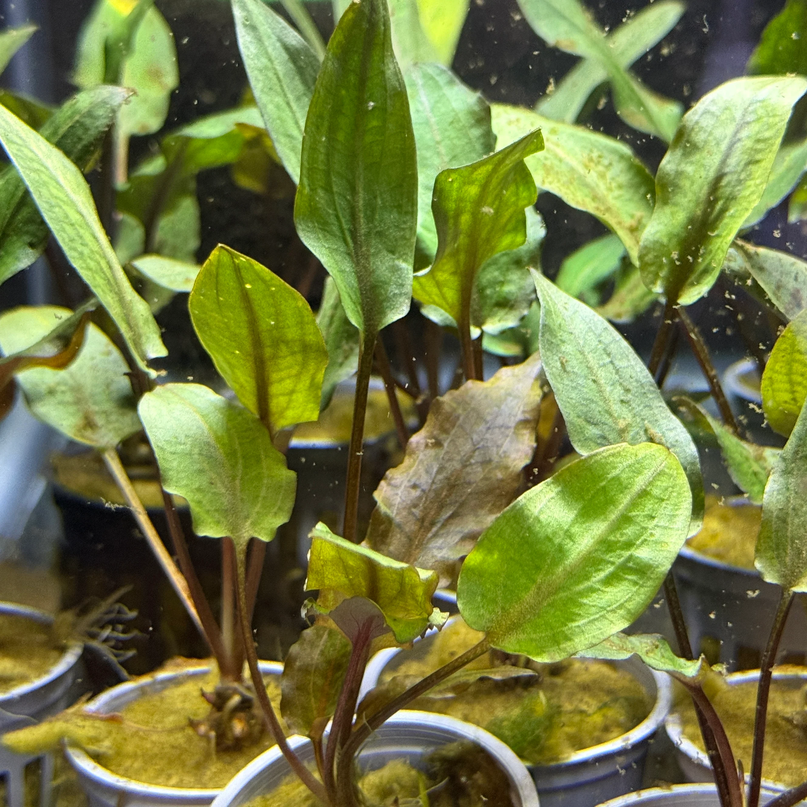 Cryptocoryne Wendtii ‘Mi Oya’ - Image 2