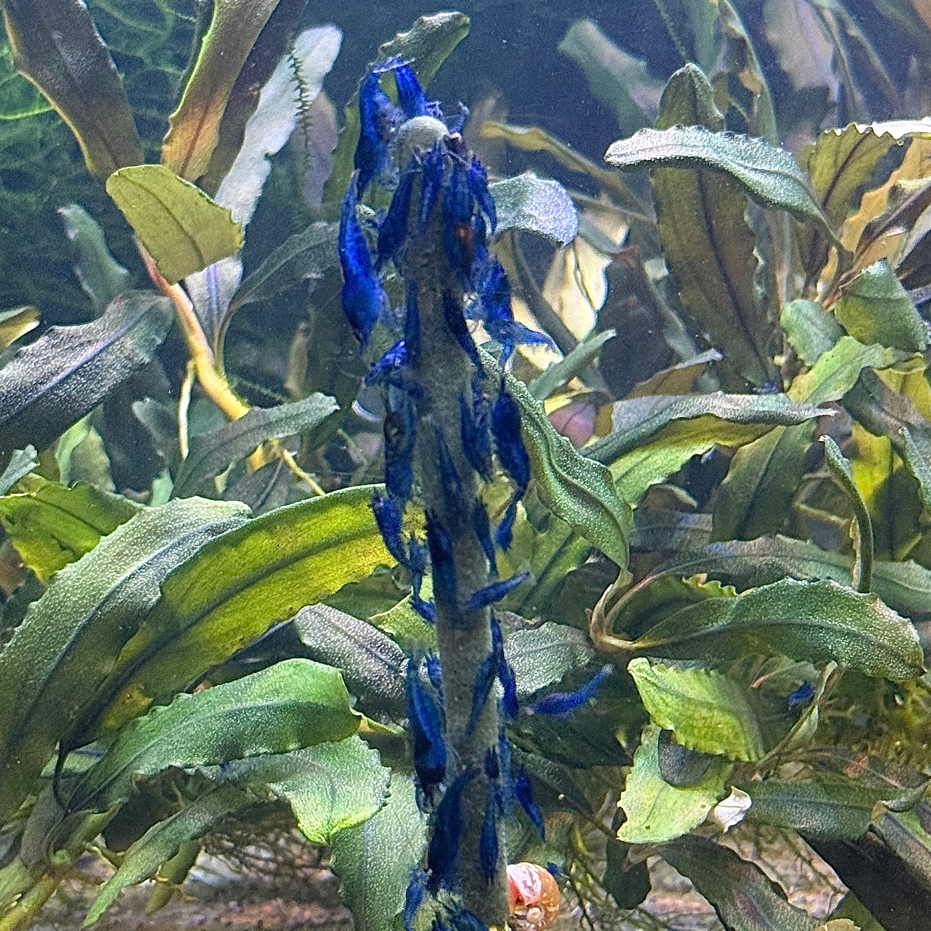 Daku Aquatics Shrimp Sticks - Image 3
