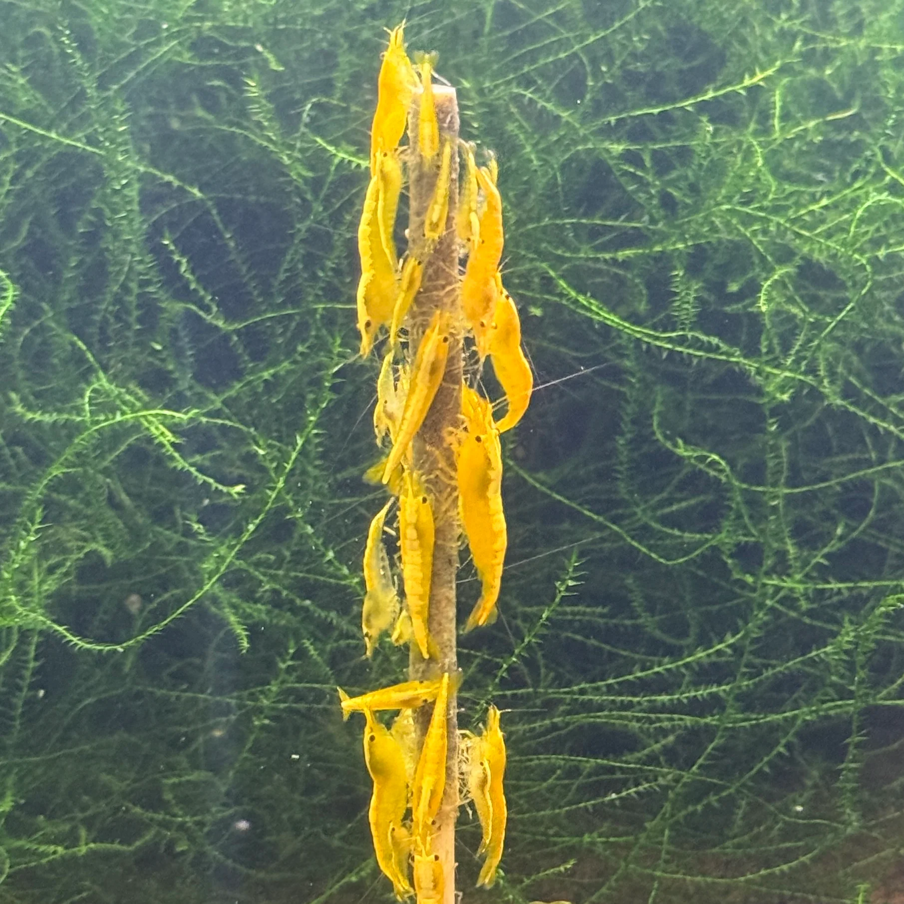 Daku Aquatics Shrimp Sticks - Image 4