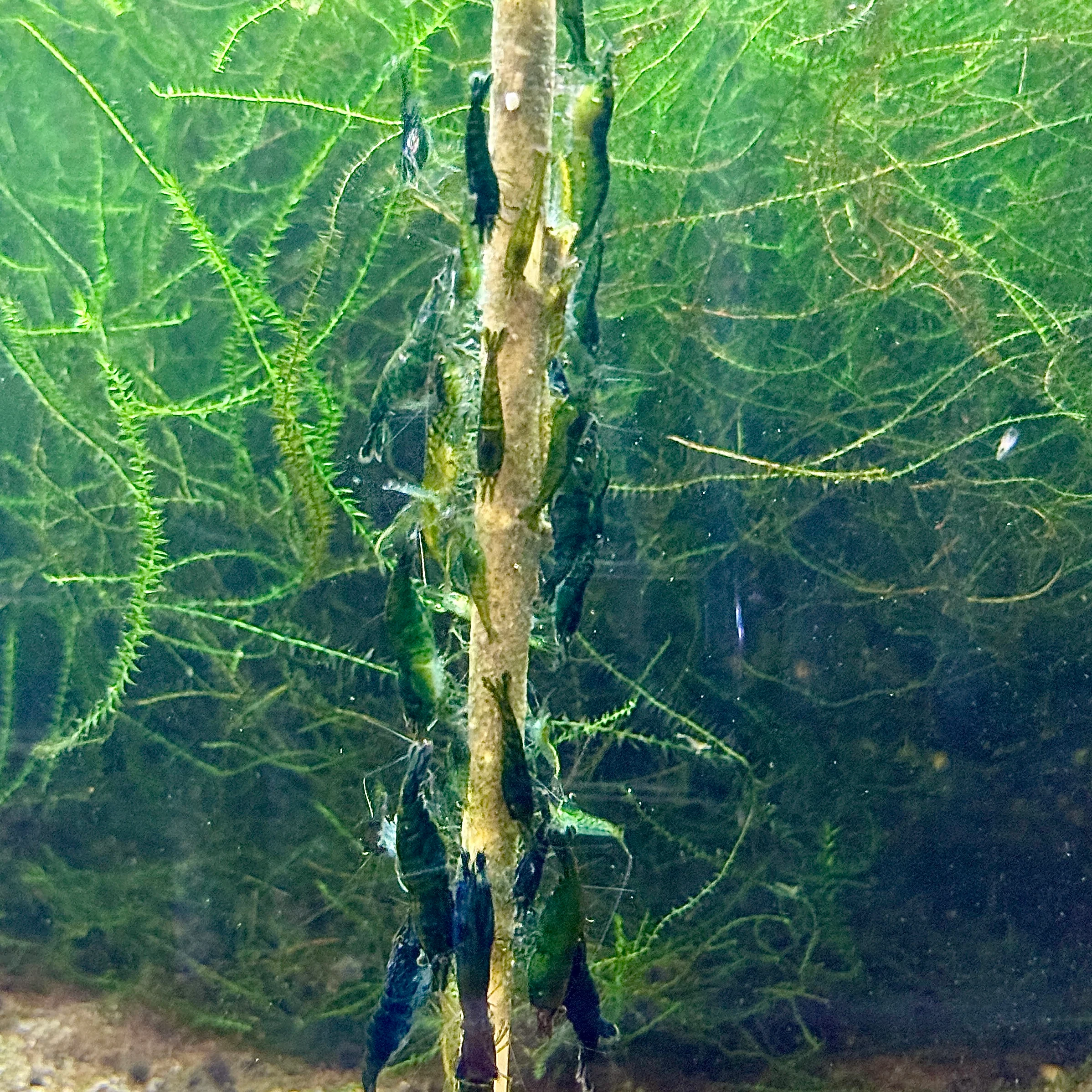 Daku Aquatics Shrimp Sticks - Image 5