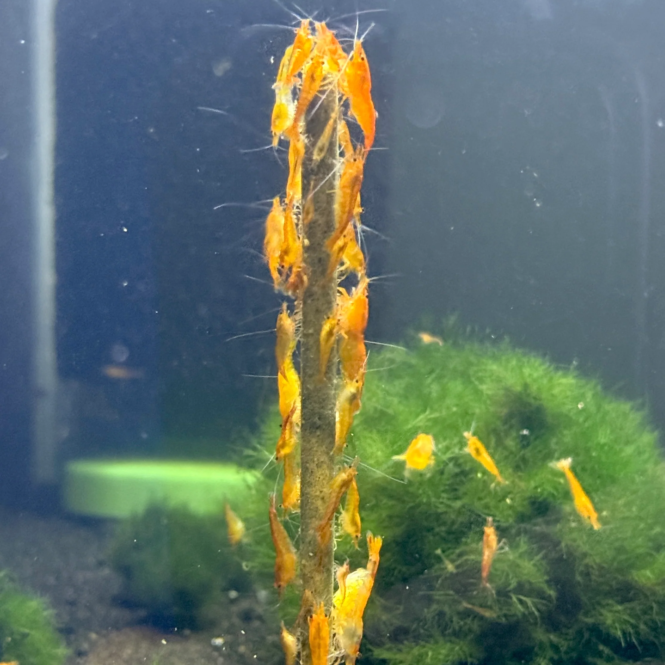 Daku Aquatics Shrimp Sticks - Image 6