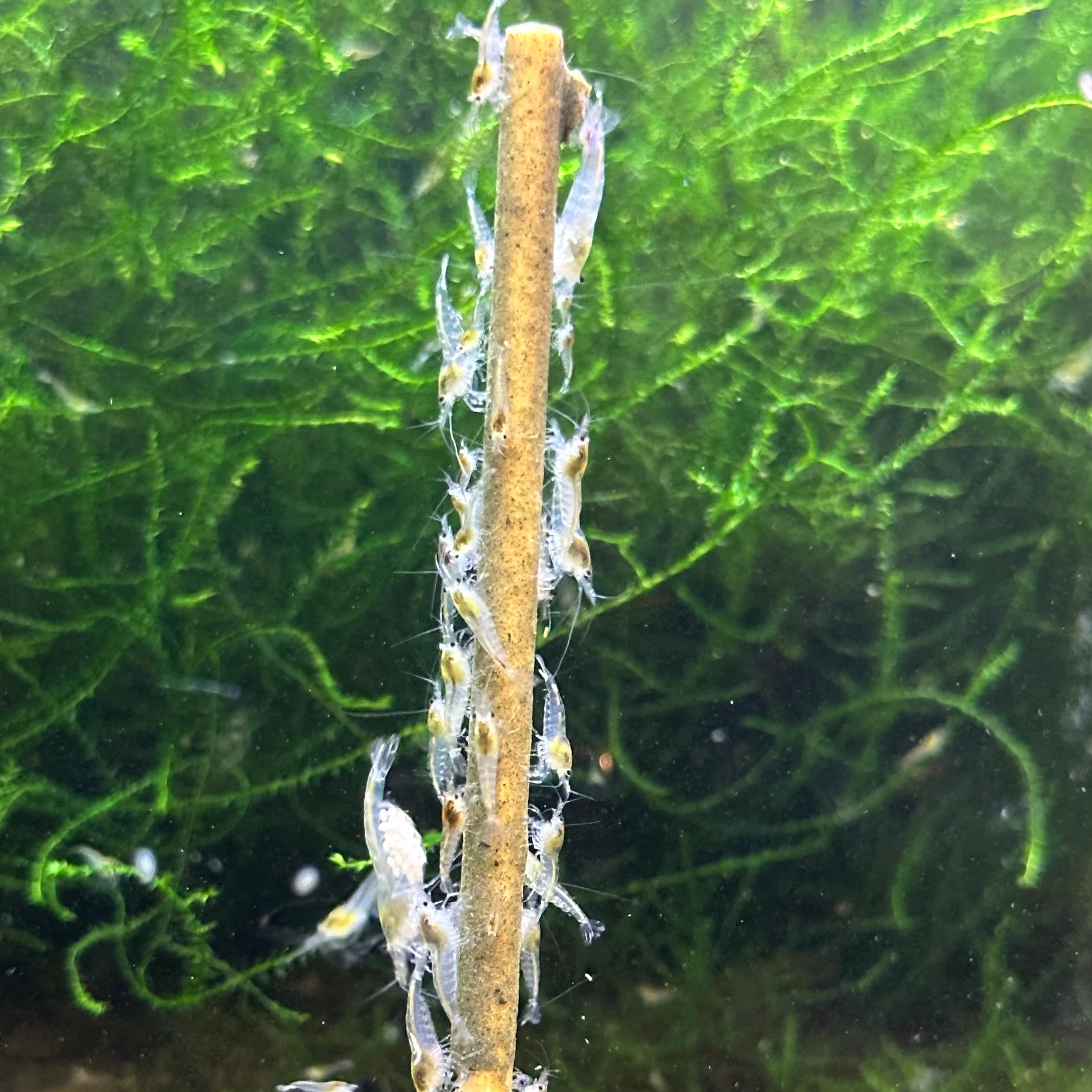 Daku Aquatics Shrimp Sticks - Image 7