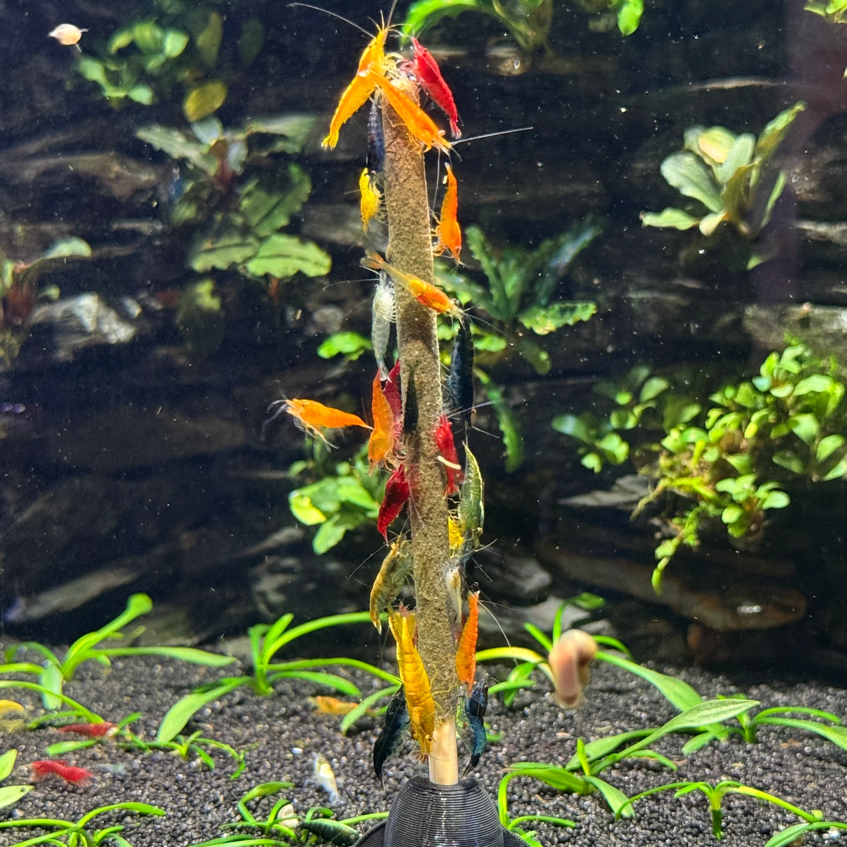 Daku Aquatics Shrimp Sticks - Image 8