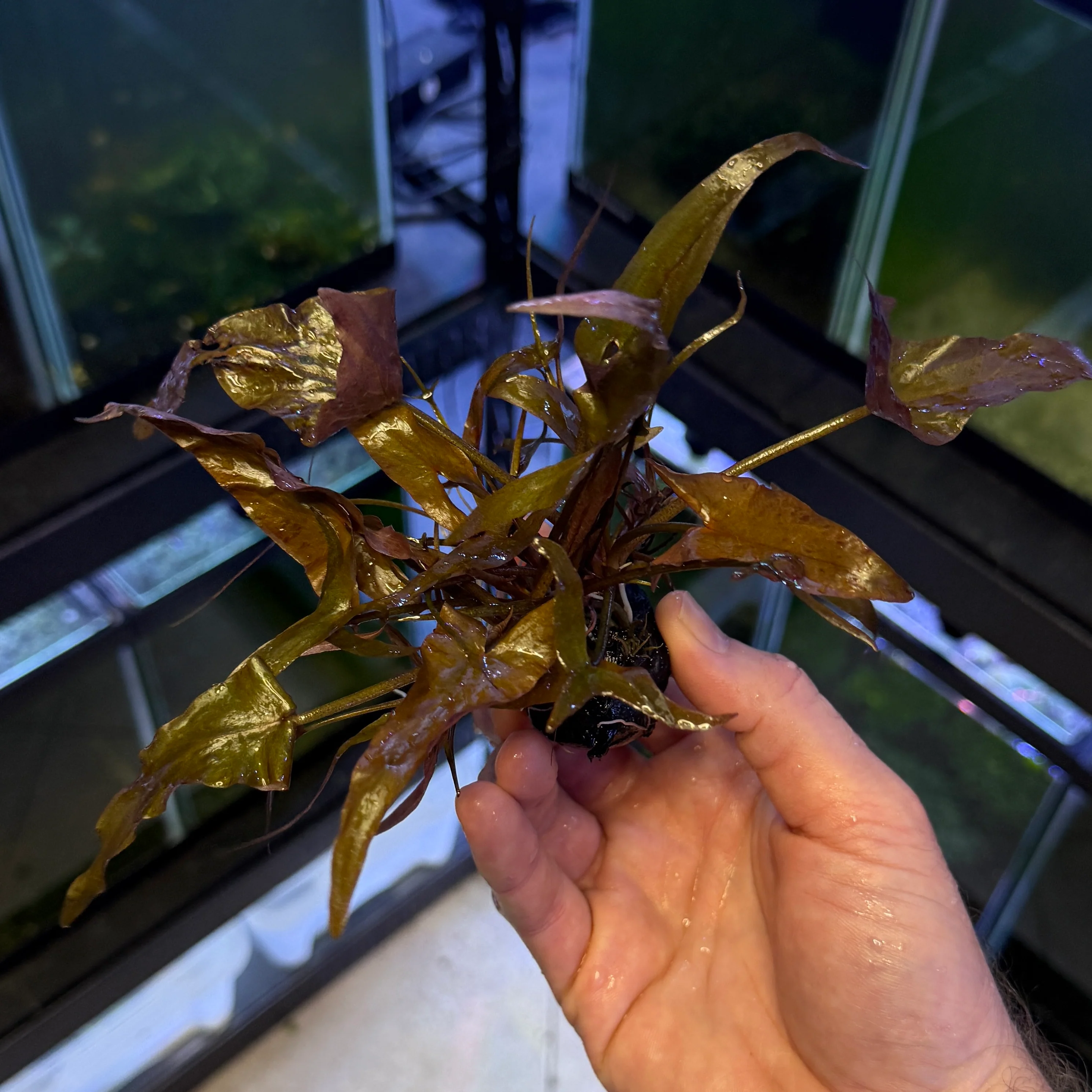 Dwarf Aquarium Lily Bulb - Image 3