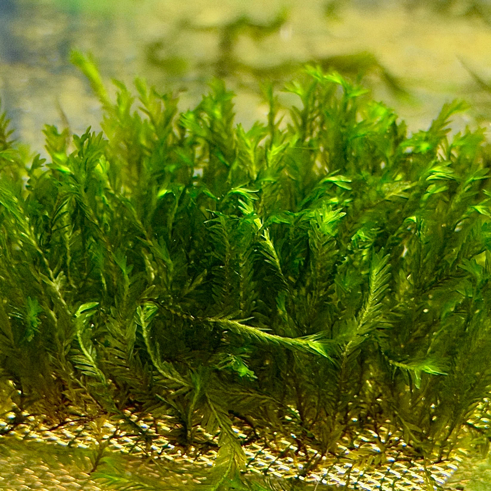Aquatic Plants