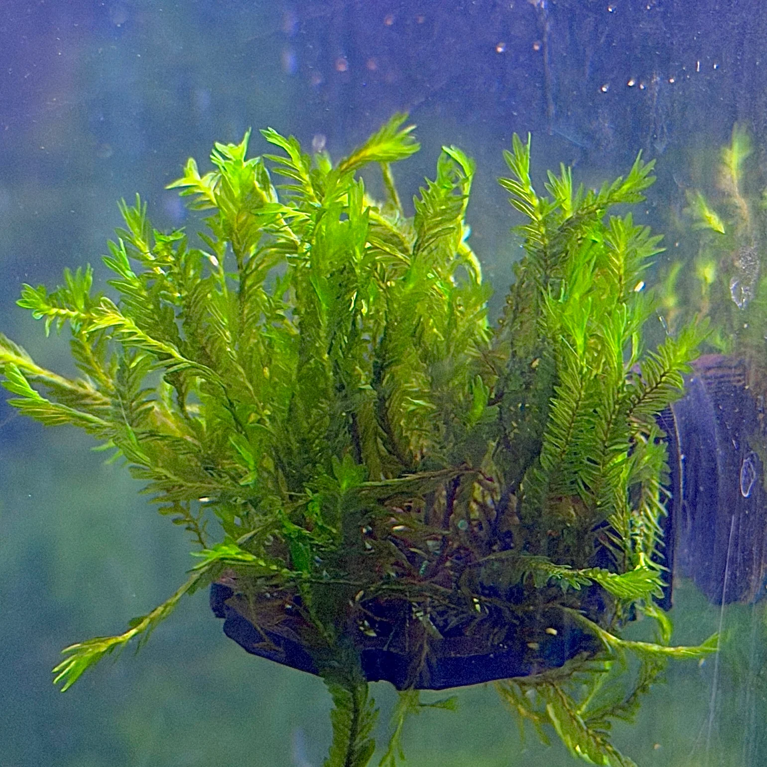 Fissidens Miroshaki - Image 3