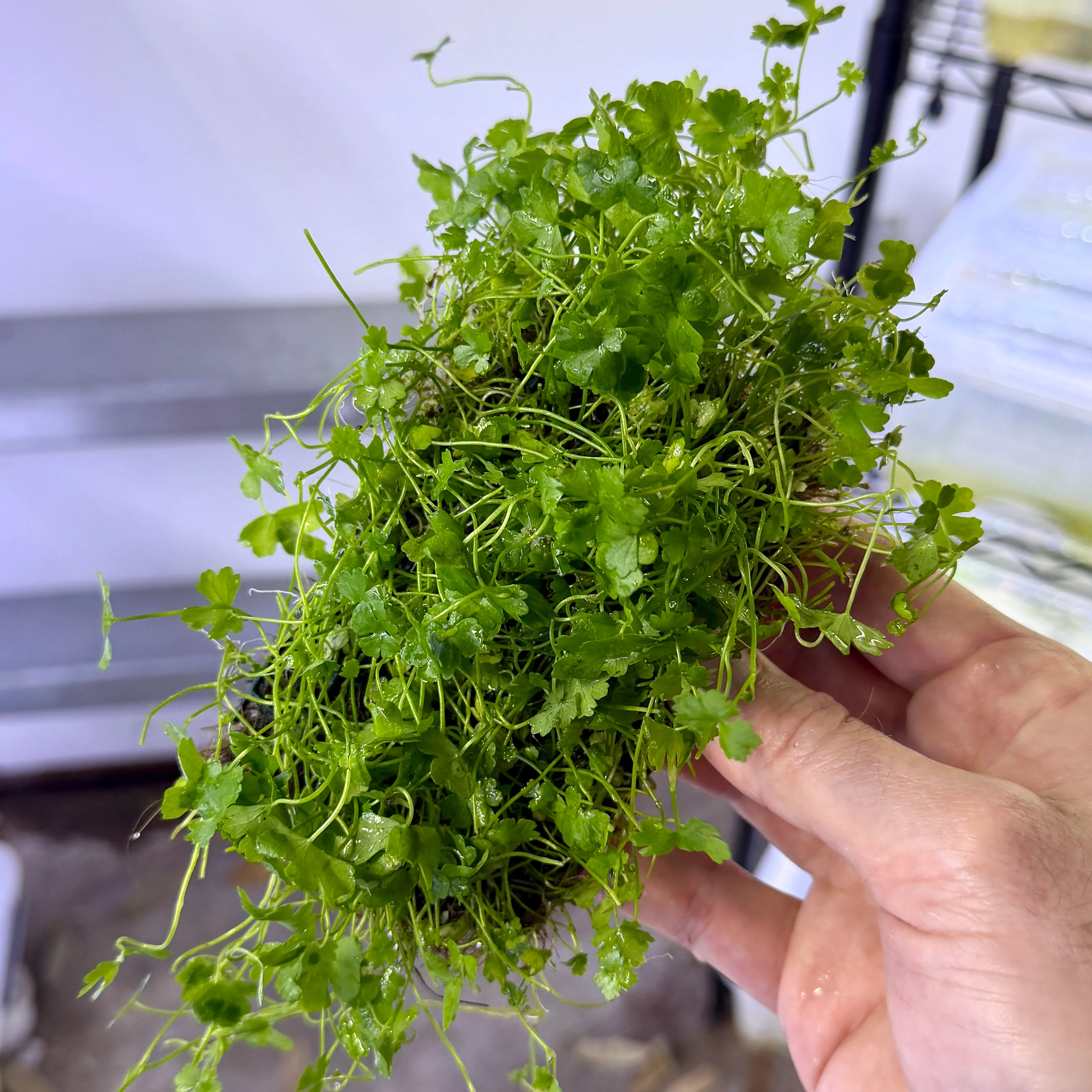 Hydrocotyle Tripartita Mat