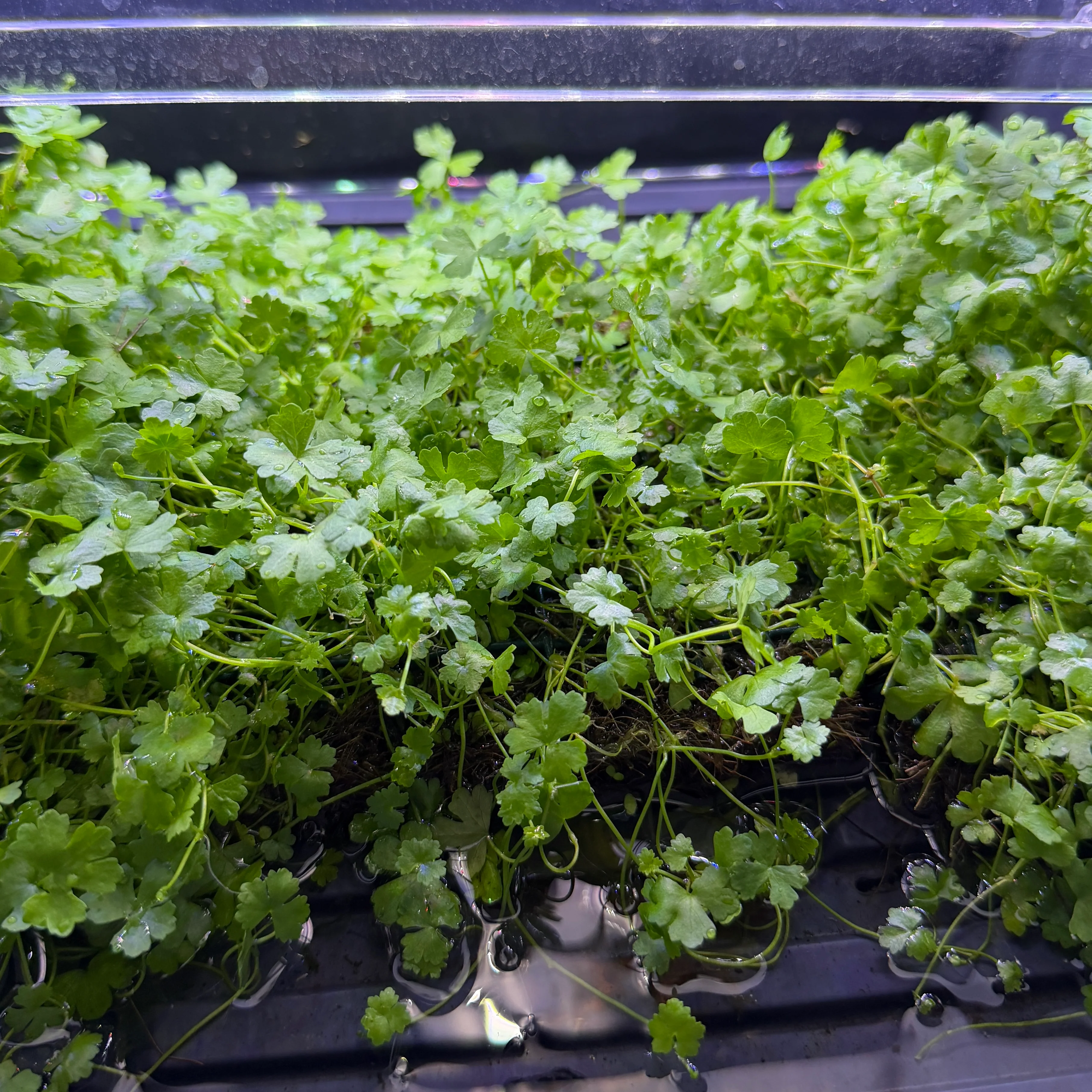 Hydrocotyle Tripartita Mat - Image 2
