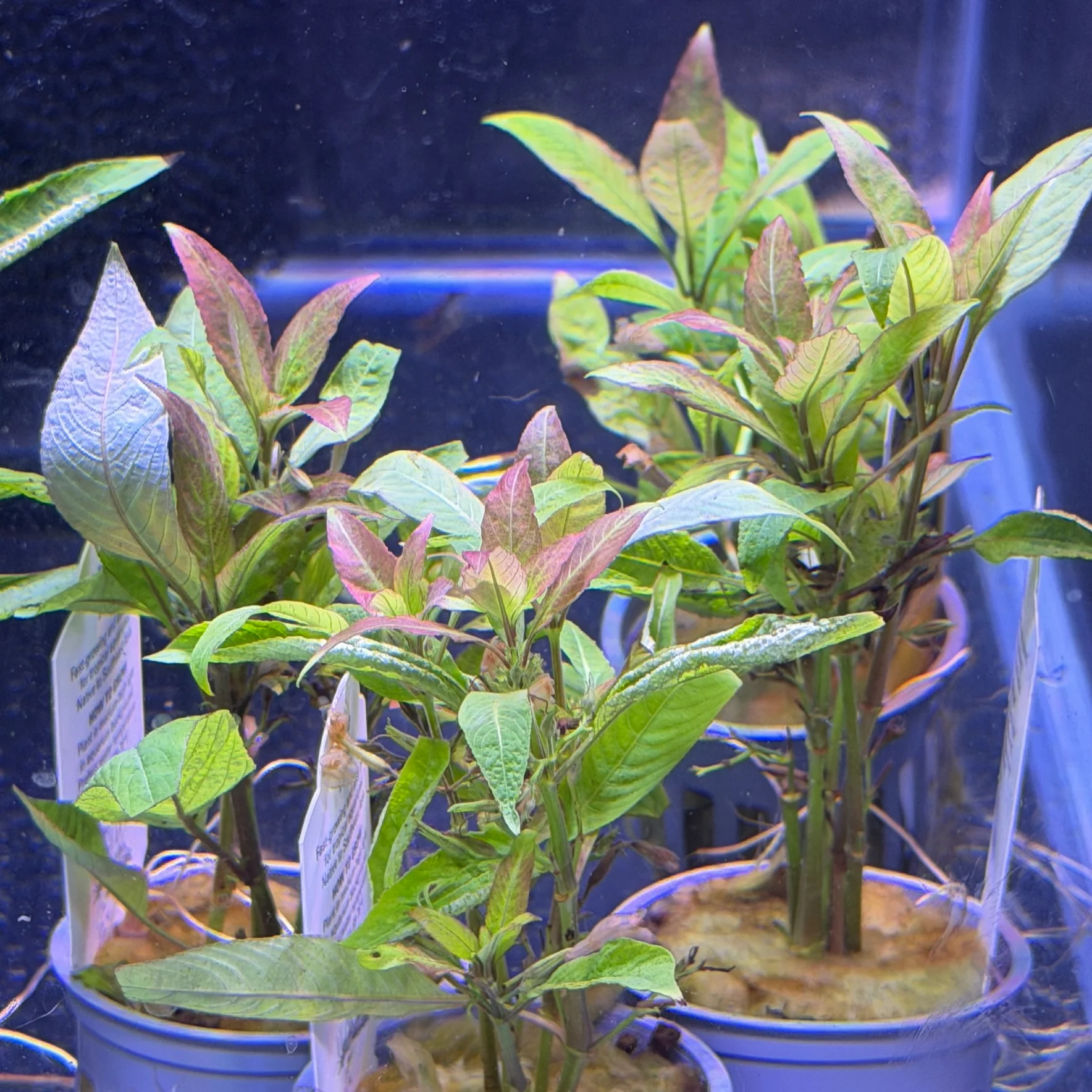 Red Plants