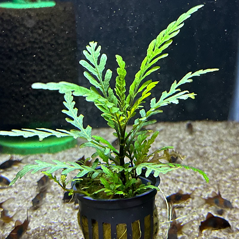 Hygrophila Pinnatifida