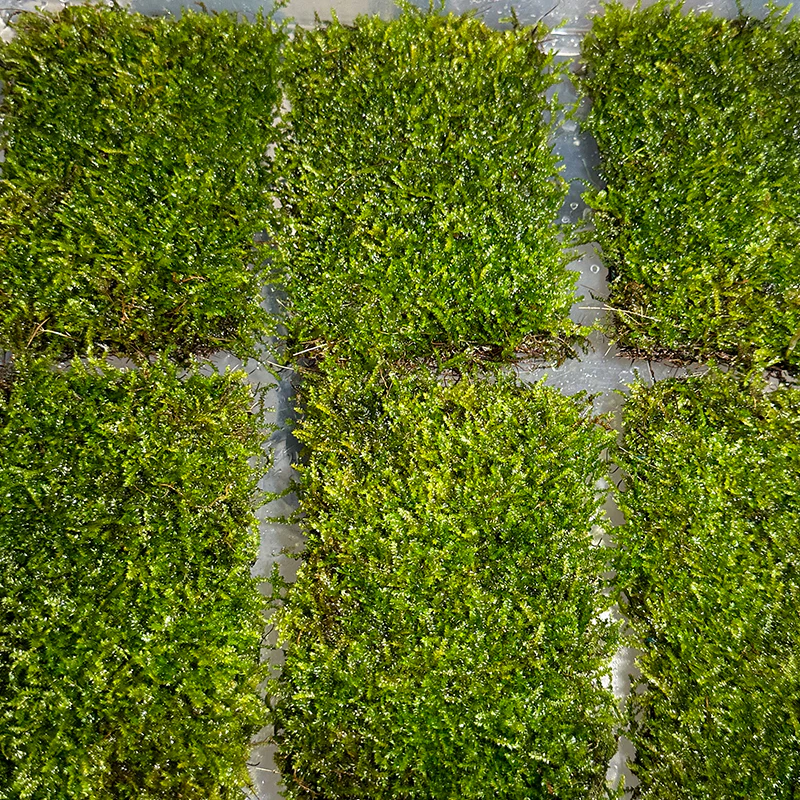 Java Moss Mat - Image 2
