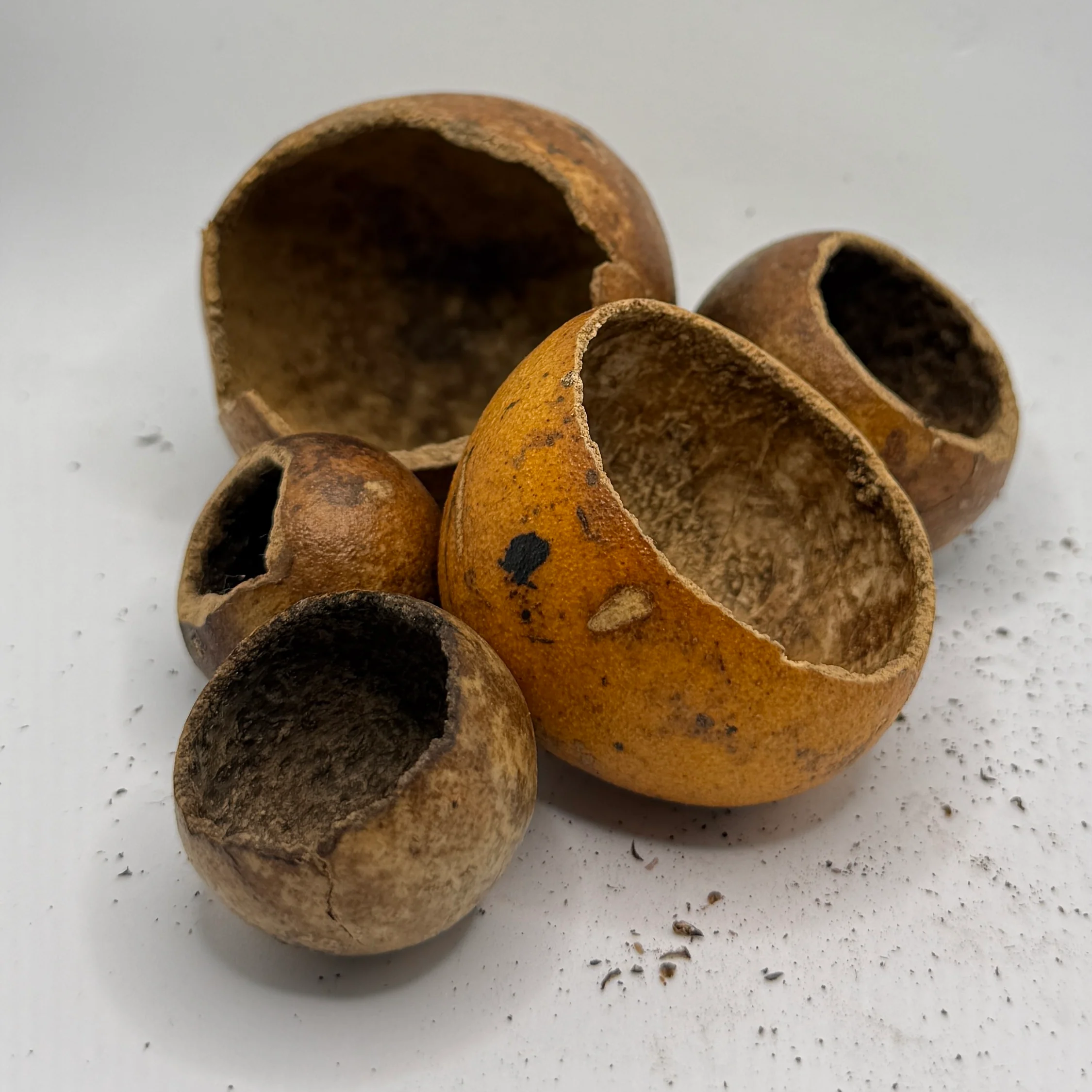 Kuchipal Pods
