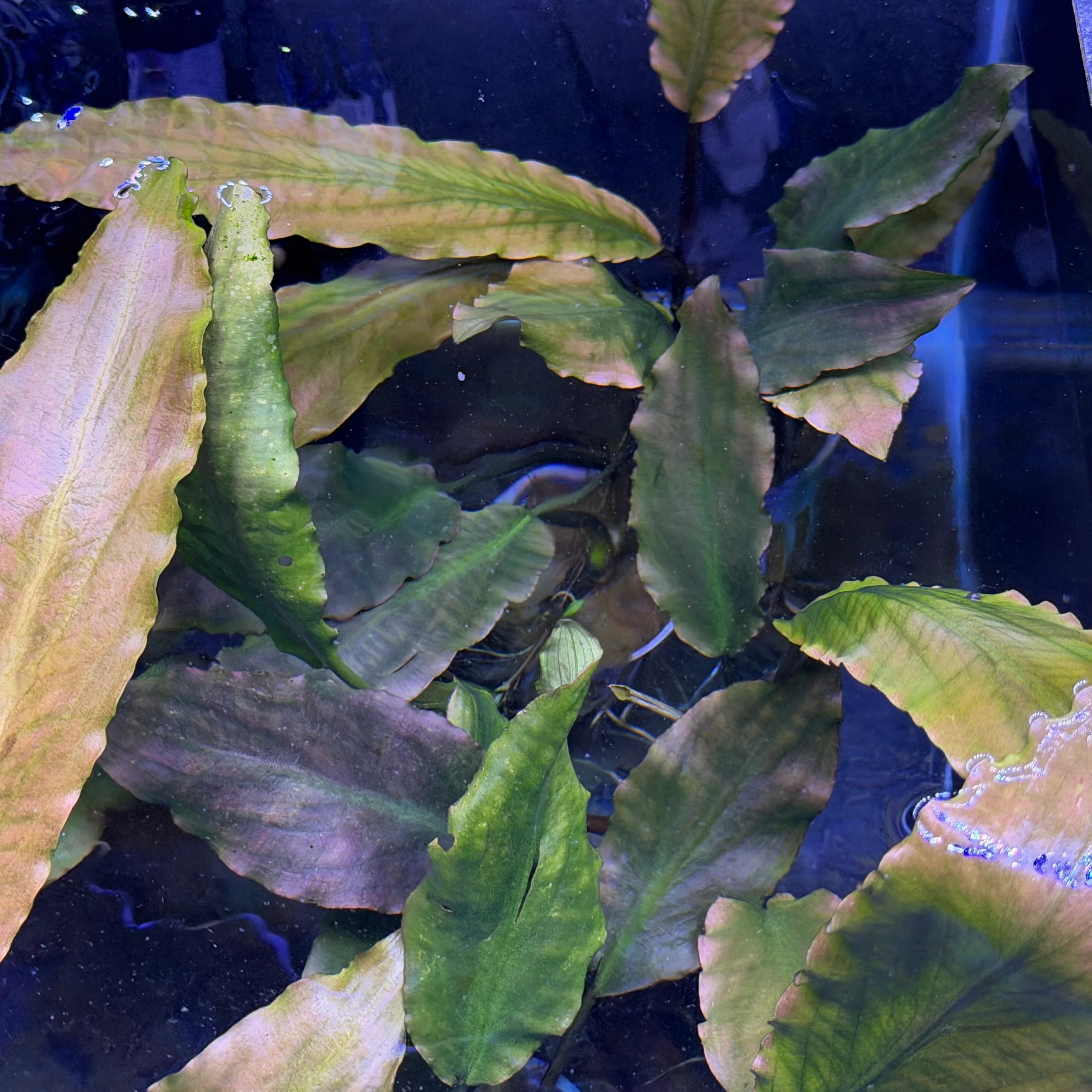 Lagenandra Keralensis