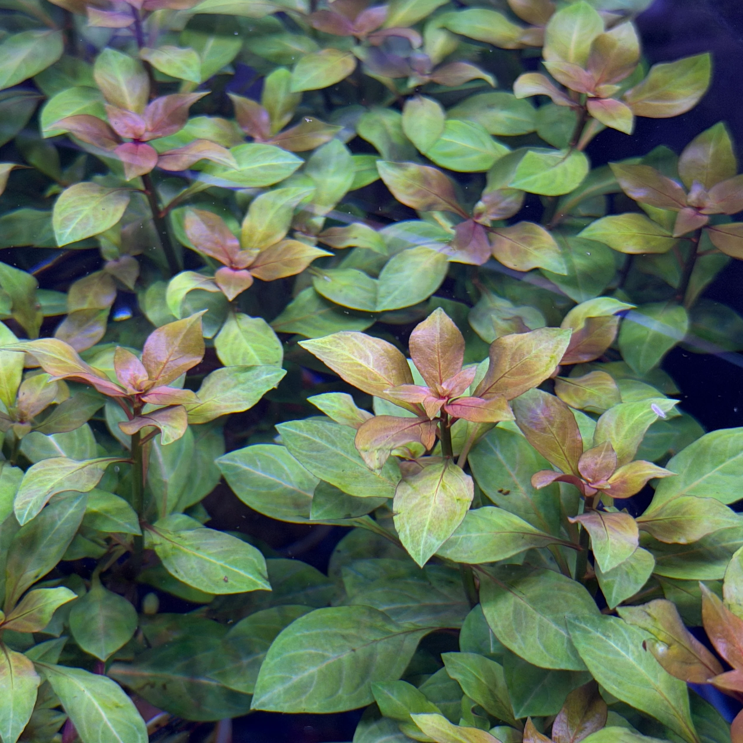 Ludwigia Dark Red - Image 2