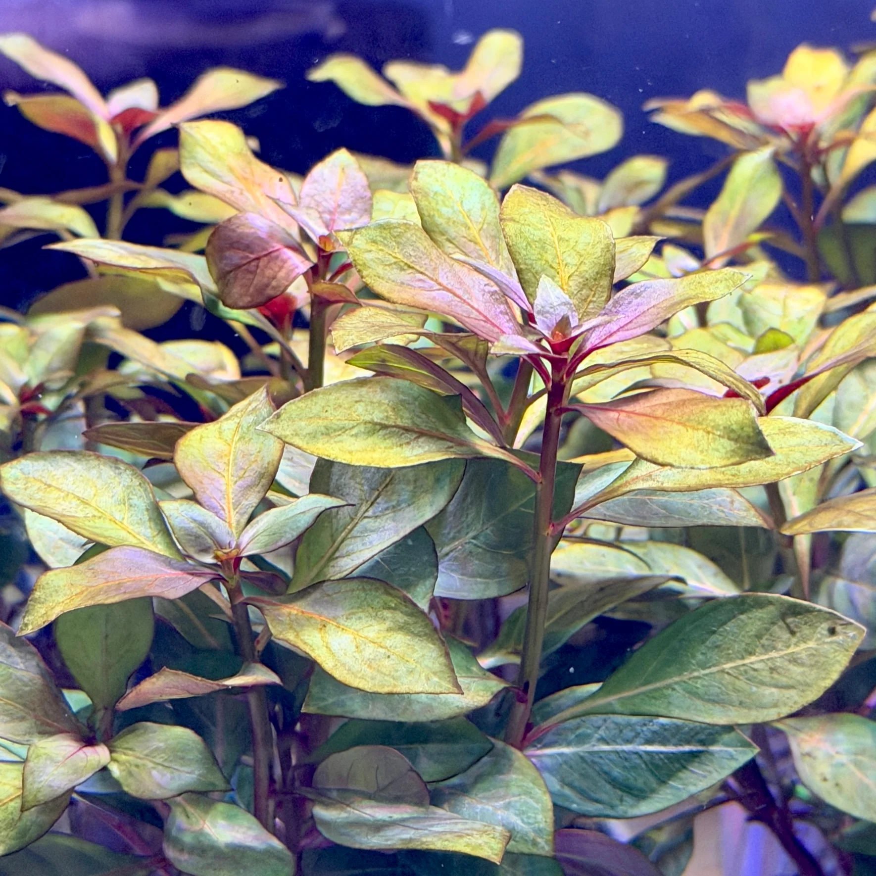 Ludwigia Dark Red - Image 3