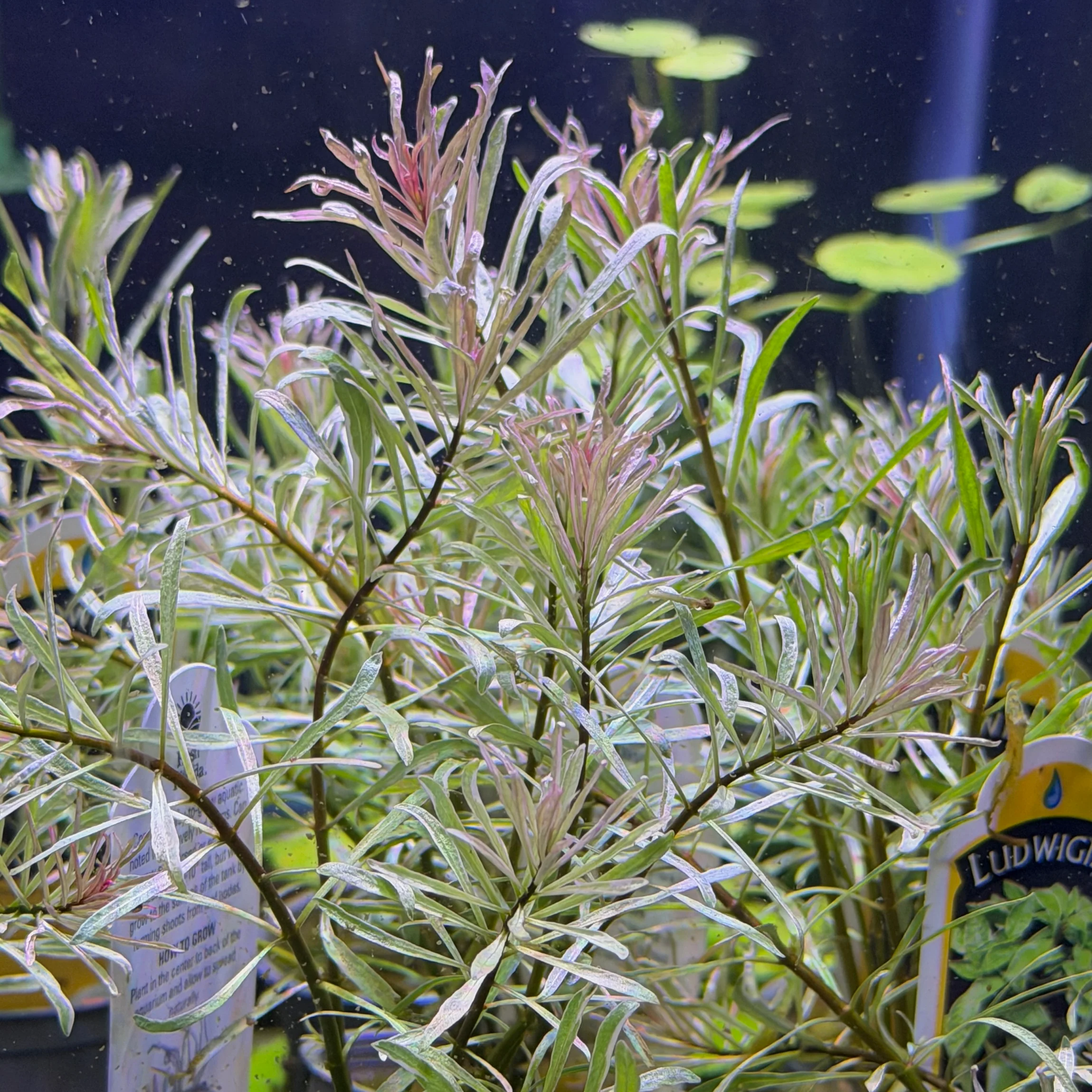 Ludwigia Inclinata 'White' - Image 2