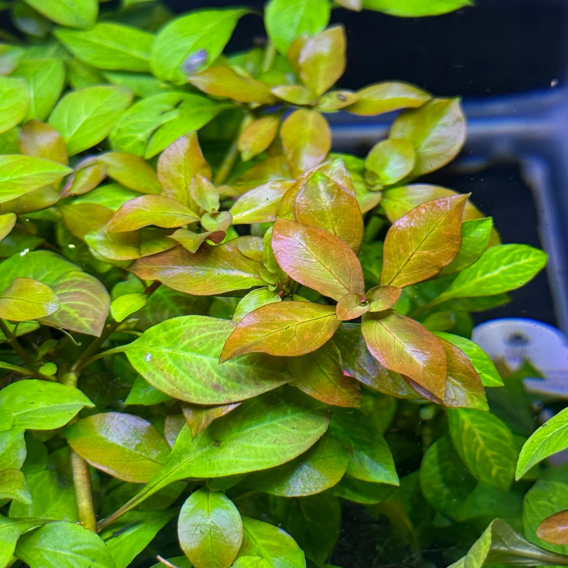 Ludwigia Ovalis