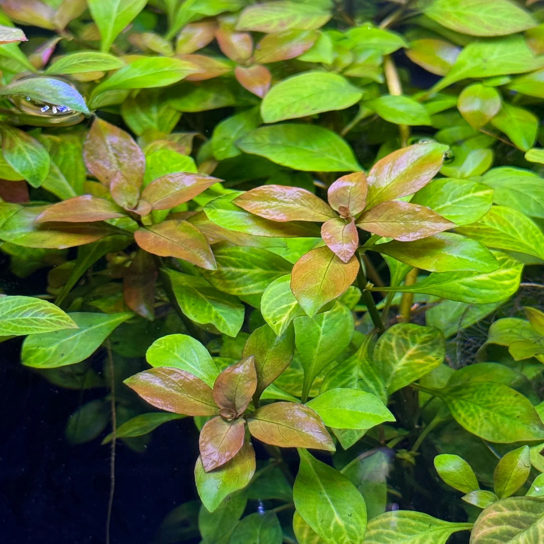 Ludwigia Ovalis - Image 2