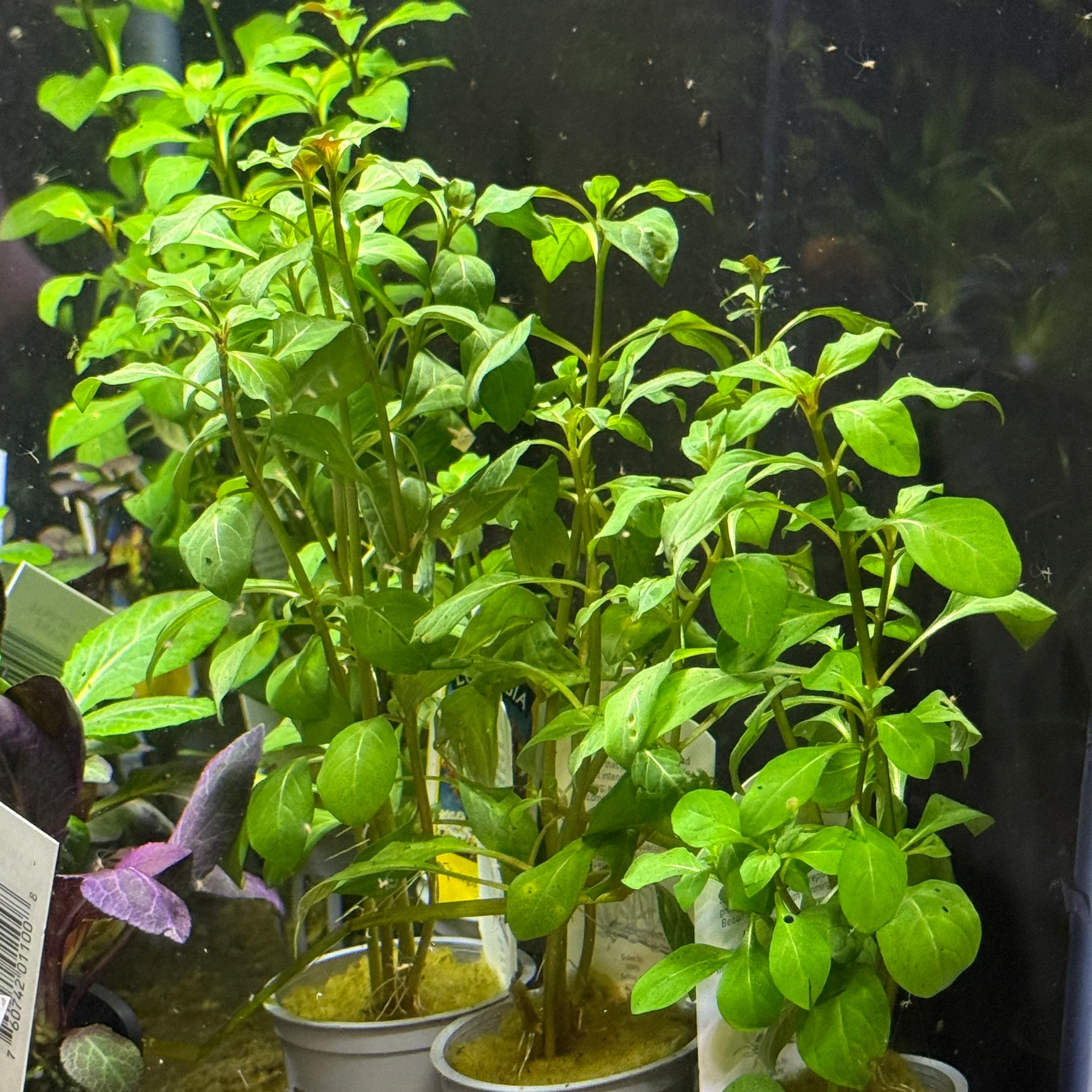Ludwigia Repens 'Red' - Image 2