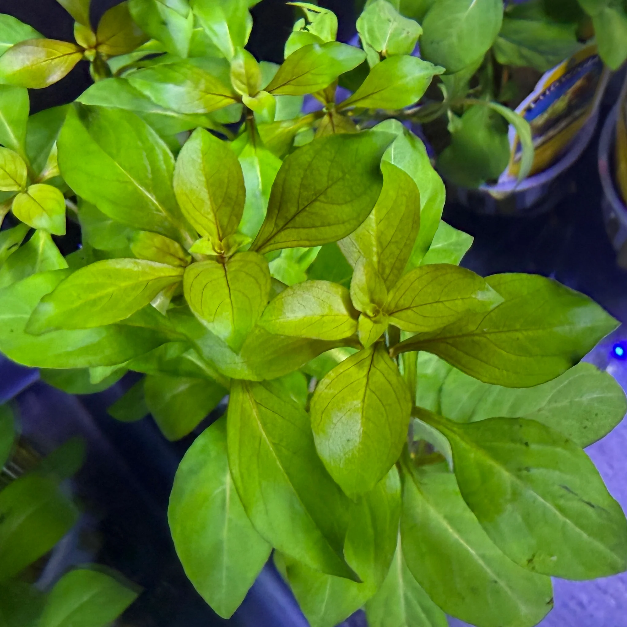 Ludwigia Repens 'Red' - Image 3