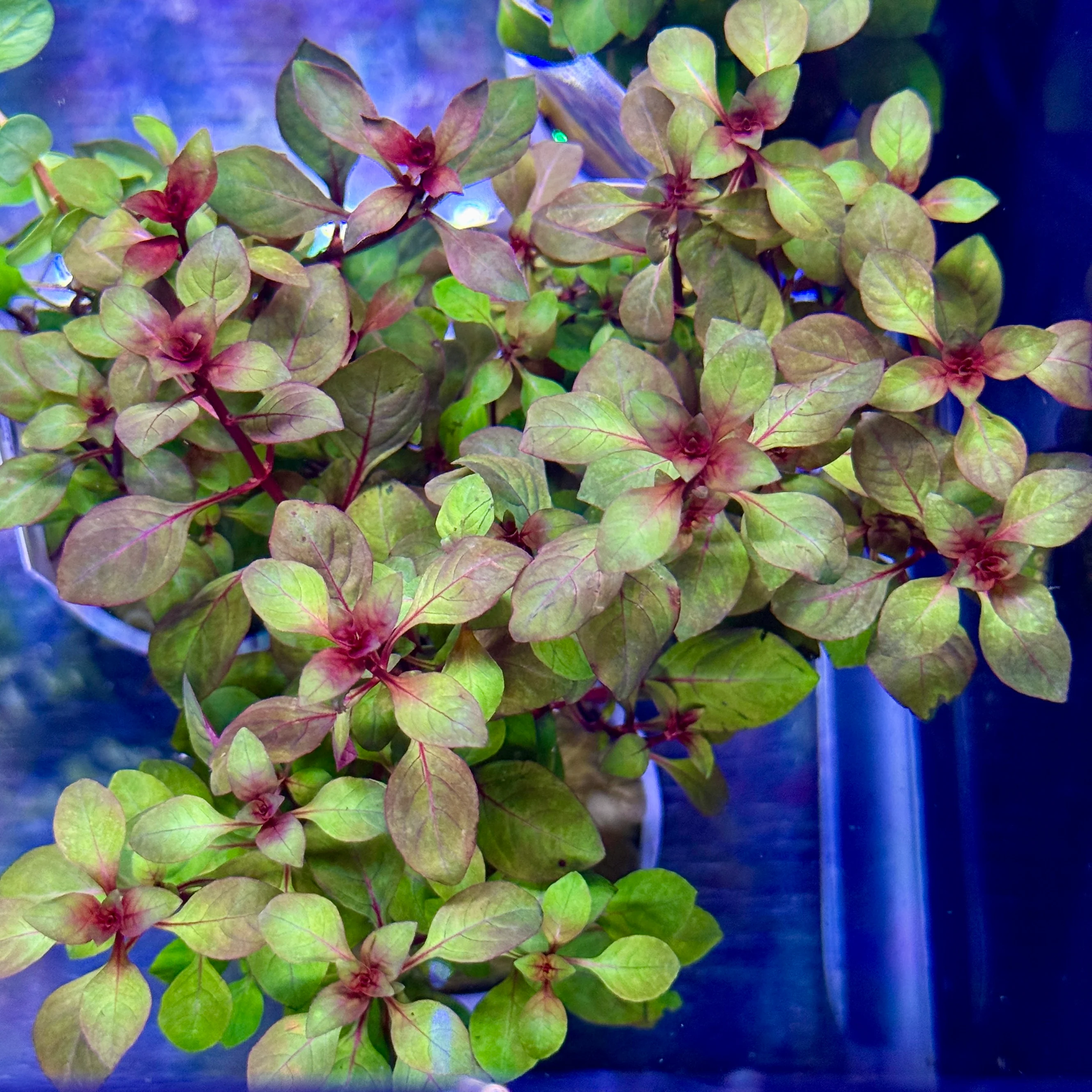 Ludwigia Super Red Mini - Image 2