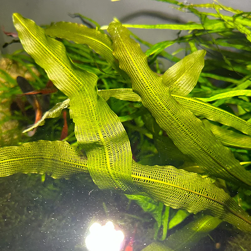 Aponogeton Madagascar Lace